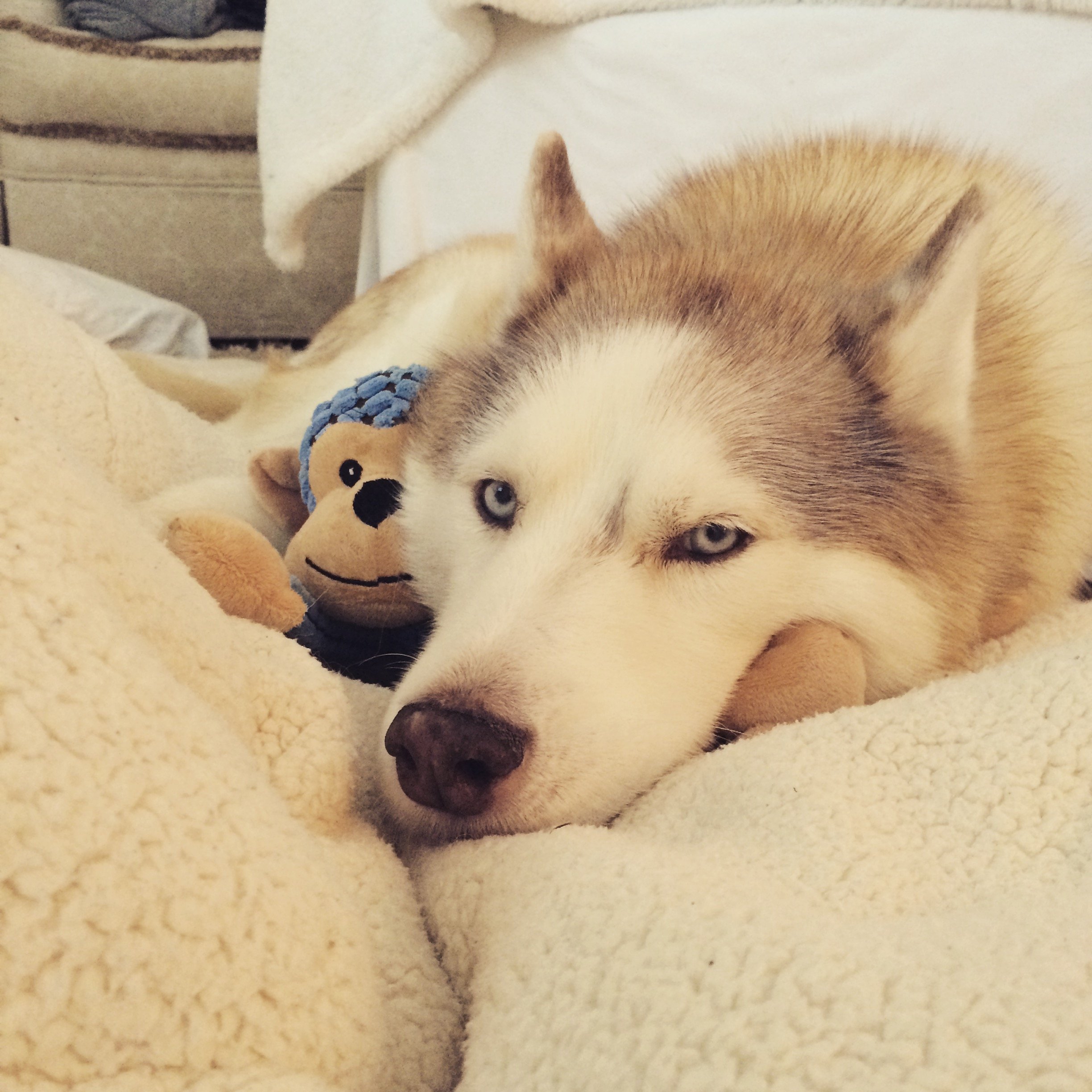 A husky dog with striking blue eyes lying on a soft, cream-colored blanket next to a plush toy.
