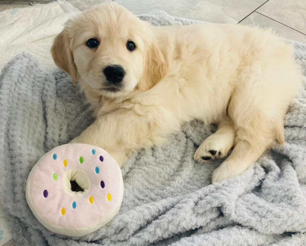 A golden retriever puppy lying on a soft gray blanket with a plush pink donut toy with multicolored sprinkles.