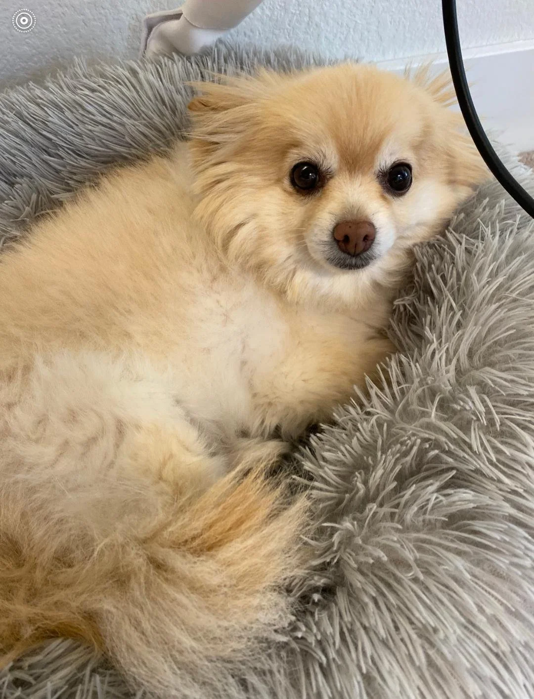 Dog's paw with black nails, laying on a bed with a white blanket.