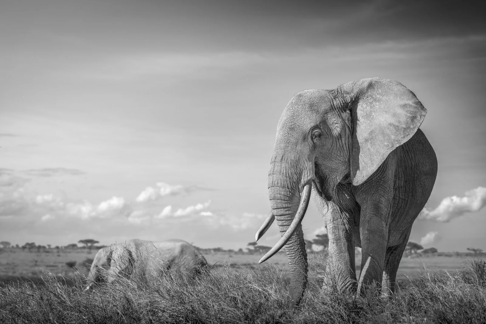 An elephant with large tusks appears to smile as it grazes on grass