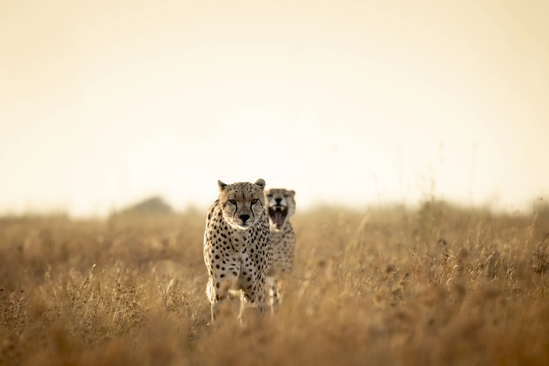 A cheetah stares at the camera while a second cheetah appears to smile behind him