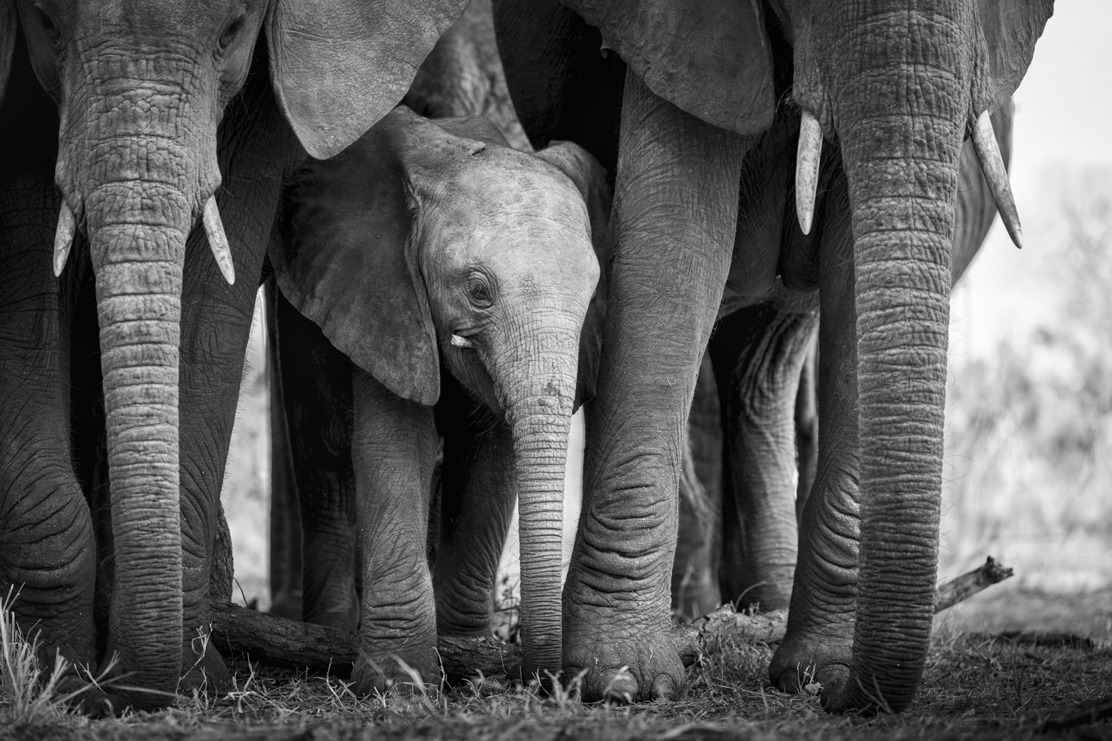 A baby elephant stands behind the protective embrace of its adult family members legs and feet