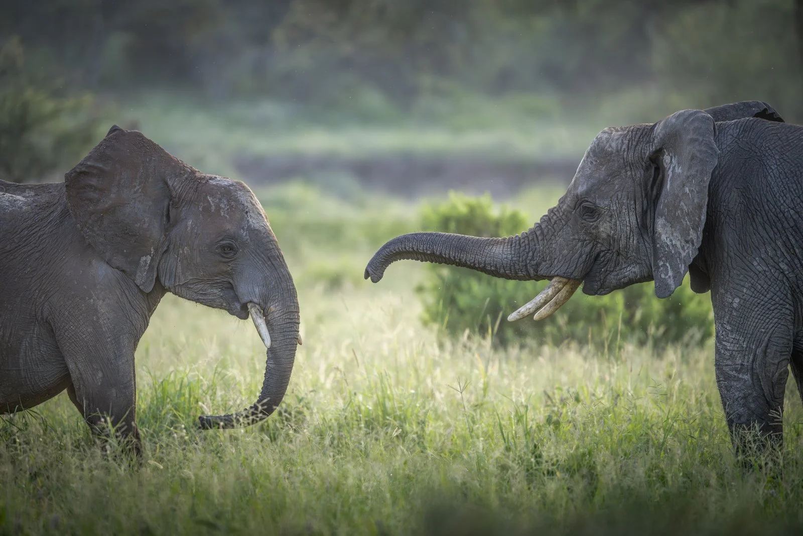 Two elephants approach each other and touch trunks