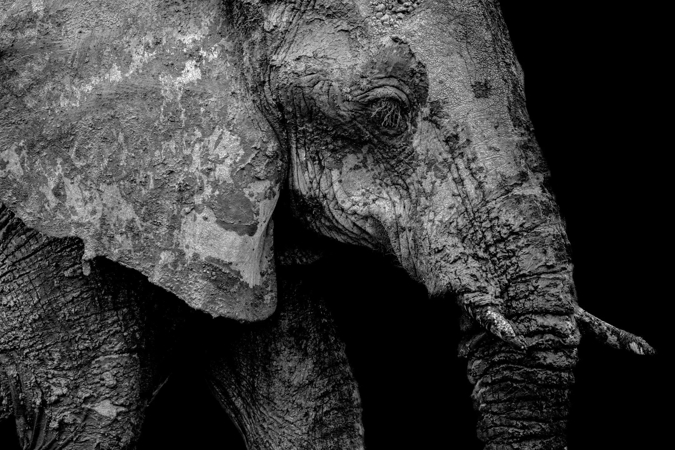 Mud and memory this World Elephant Day
.
.
.
.
.
#worldelephantday #elephant #elephantsofinstagram #serengeti #tanzania #wildlife #wildlifephotography #wildlifeonearth #wildlifeplanet #safari #animalsofinstagram #wildlifeart #nature #naturaleza #natu