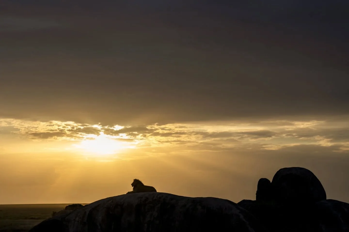 As the day pulls to a close, proof that lions enjoy a good sunset as much as the rest of us.
.
.
.
.
.
#lions #lionsofinstagram #bigcats #bigcatsofinstagram #serengeti #tanzania #wildlife #wildlifephotography #wildlifeonearth #wildlifeplanet #wildlif