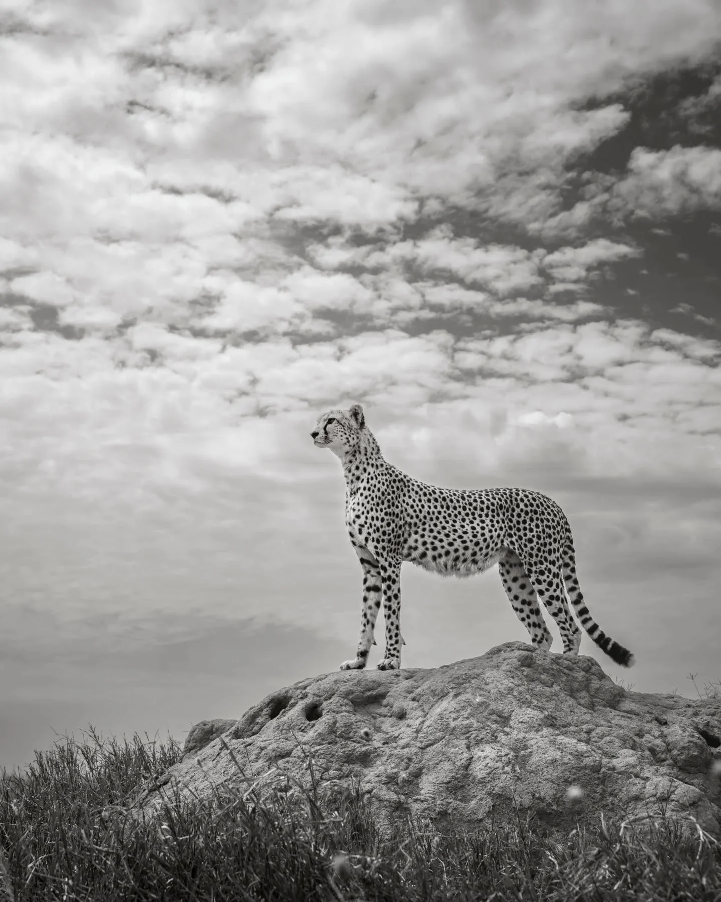 For those who know me, this was a pretty bruising year.  On this World Photography Day, I'm standing tall thanks to the incredible support of friends and my amazing wife @locket479.  Wildlife photography has always been my artistic outlet for express