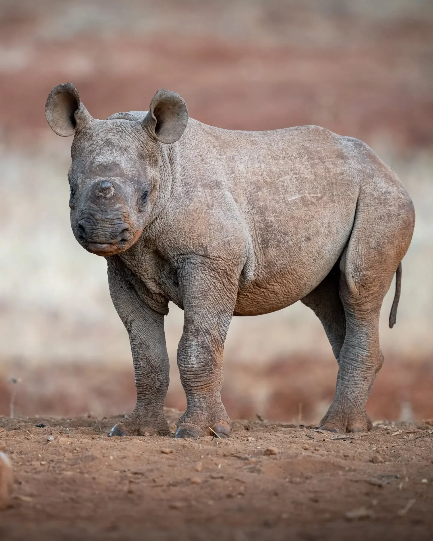 The next generation, ready to take up the mantle of life.
.
.
.
.
.
#rhino #rhinosofinstagram #rhinoceros #savetherhino #mkomazi #tanzania #safari #babyanimals #wildlife #wildlifephotography #wildlifeonearth #wildlifeplanet #wildlifeonearth #wildlife