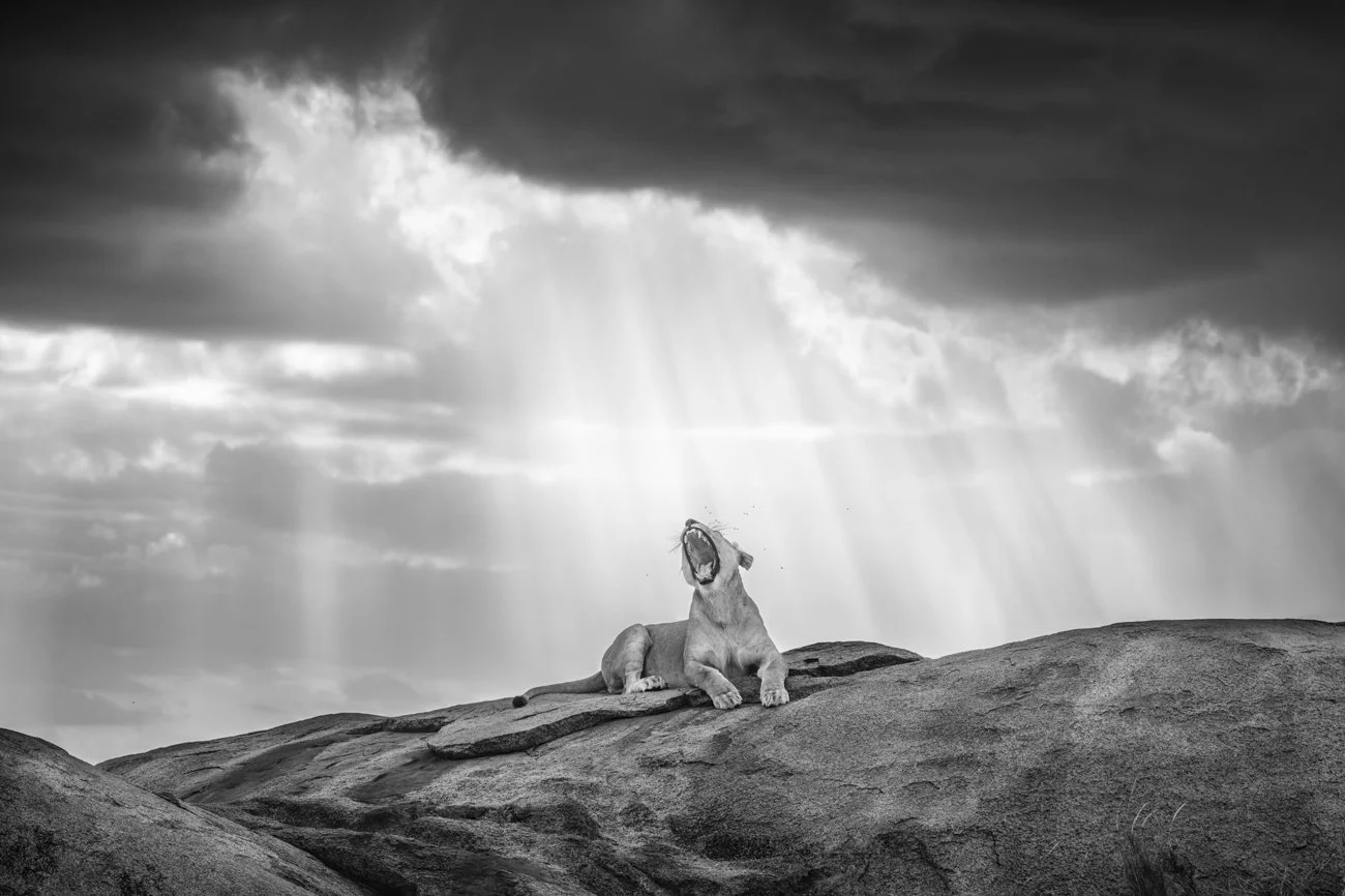 How to Photograph Lions:&nbsp; Behavior and Ethical Fieldcraft