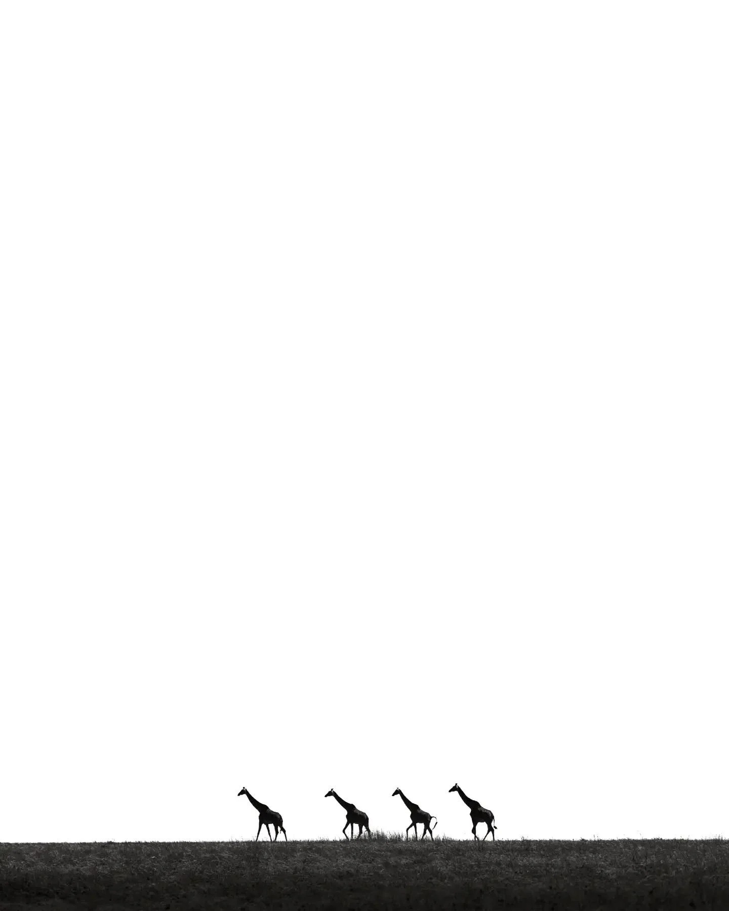 It's been a while since I've shot small in frame, but it's hard not to when giraffe line up for you on the horizon.  I took this on a super slow day on the plains as we headed back to camp.  It was late morning, with incredibly bright sun that had bu