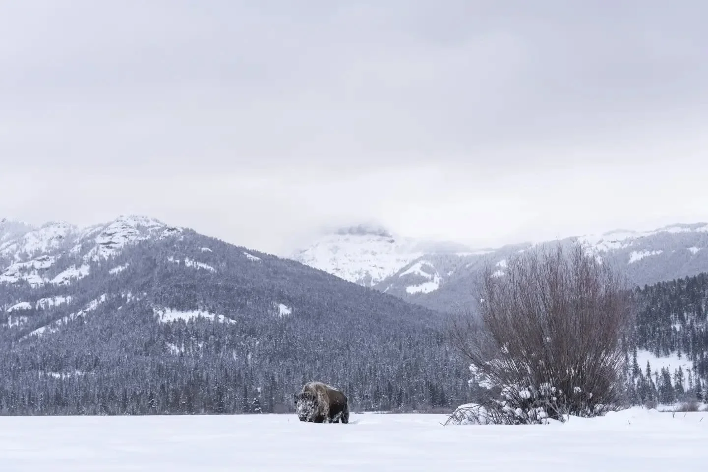 Looking back on this past year, I never could have predicted where I&rsquo;d end up.

January began full of possibility with my first-ever visit to Yellowstone with the incredible @karphotography where I made new friends who reminded me why I first f