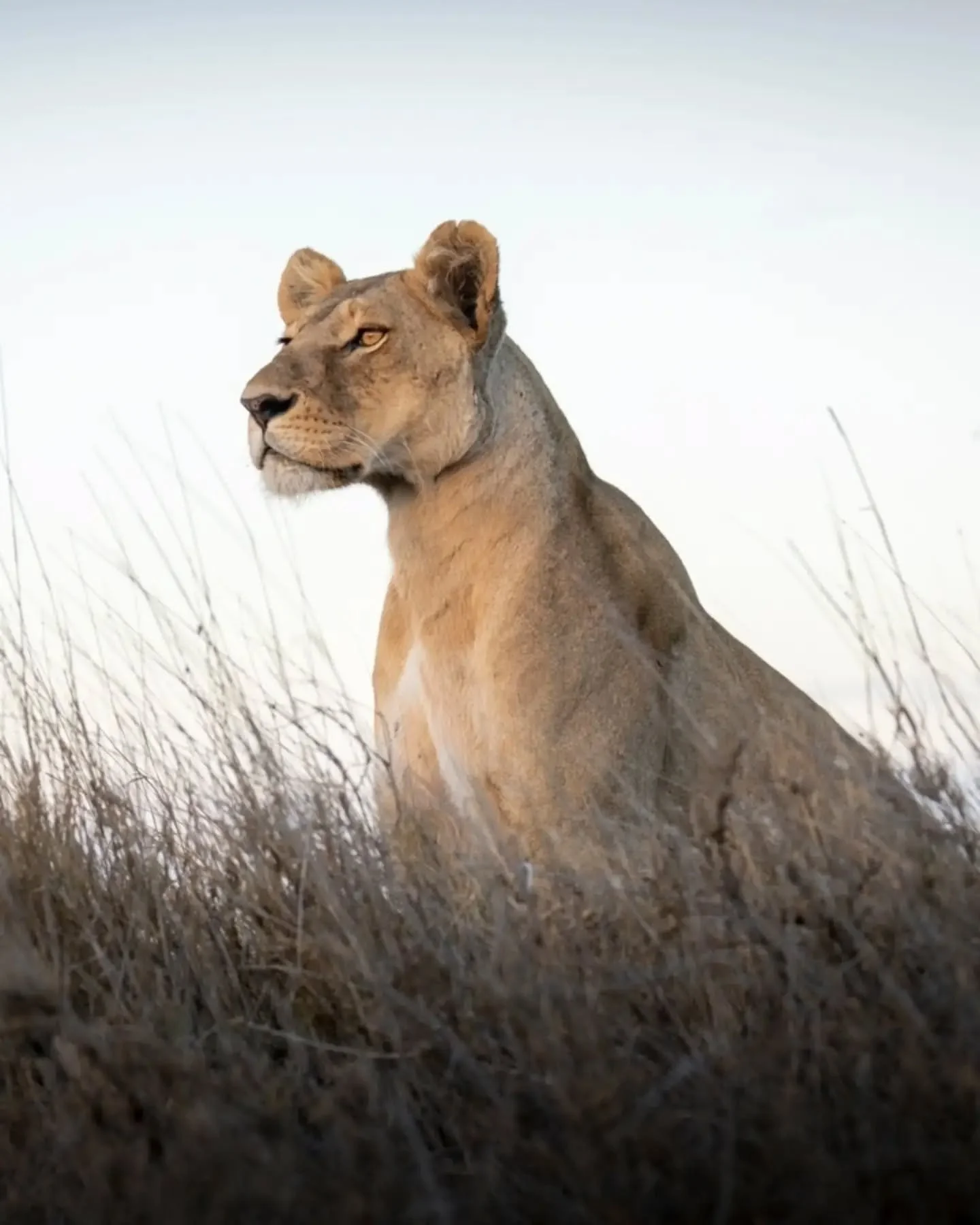 "Nothing can dim the light that shines from within."
.
.
.
.
.
#lioness #lions #lionsofinstagram #bigcats #bigcatsofinstagram