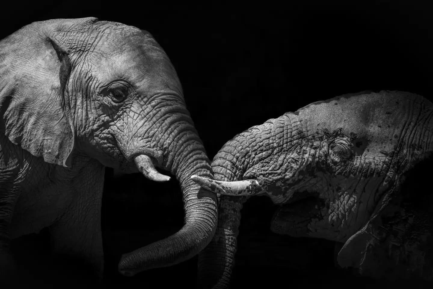 We recently had a lovely encounter with an enormous herd of elephants playing in the mud at one of the few waterholes during the recent drought. The morning was getting late and, with few clouds in the sky, the light was incredibly harsh with high co
