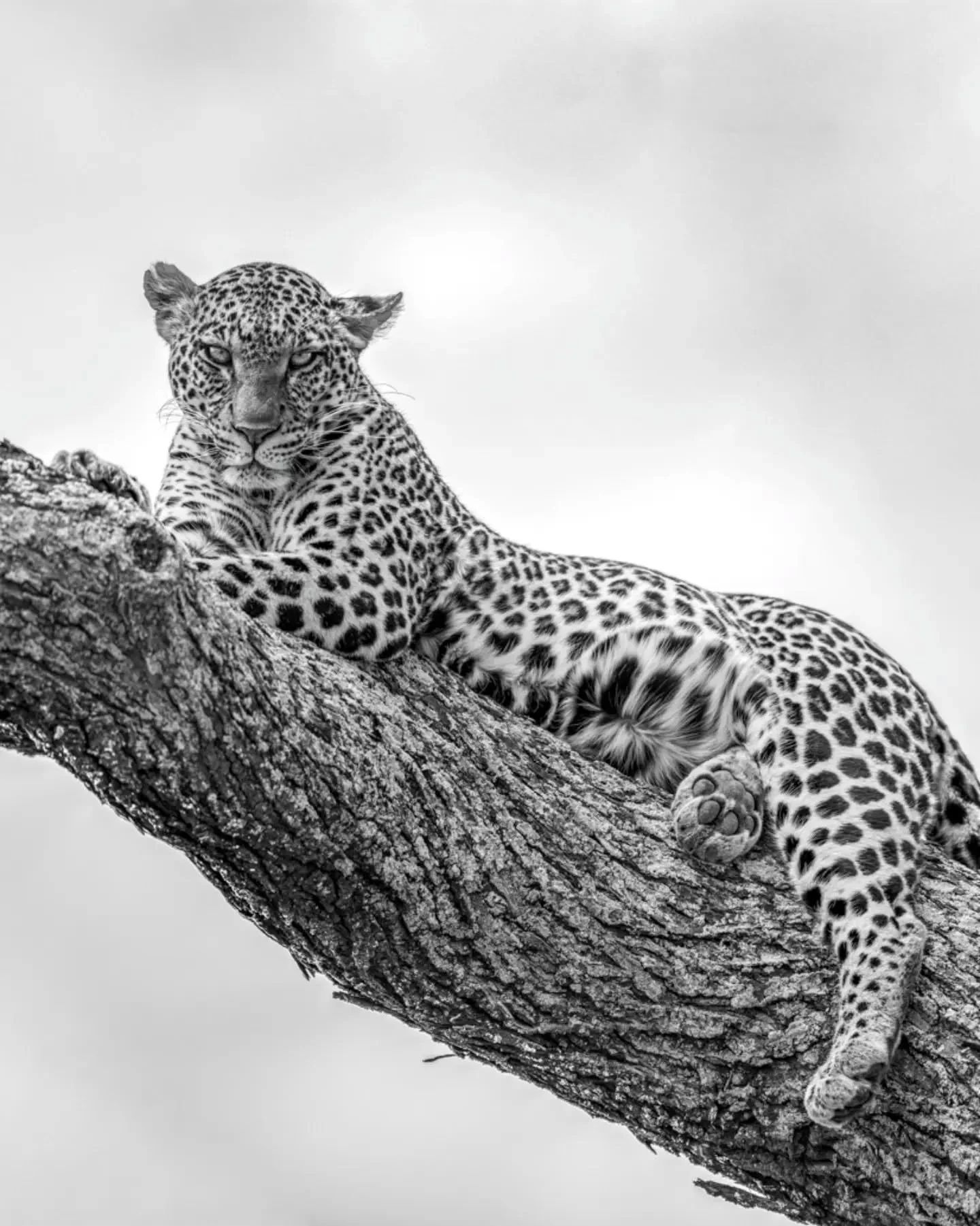 Mama Namiri can be hard to find, but this old girl is the best leopard around. 
.
.
.
.
.
#leopard #leopardsofinstagram #bigcats #bigcatsofinstagram #serengeti