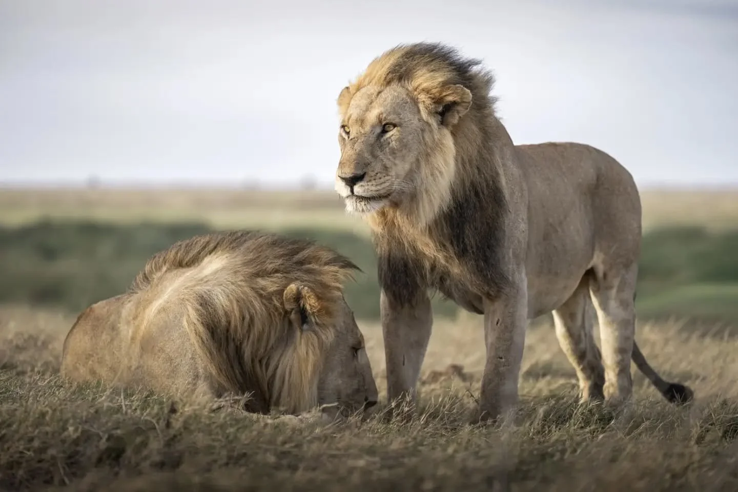 The Eastern Serengeti is my favorite place to watch male lions work together in coalition. The area has produced famous duos for decades &mdash; Bob and Ziggy, Bob Jr. and Marley &mdash; and today is home to new alliances like the Golden Boys and a g