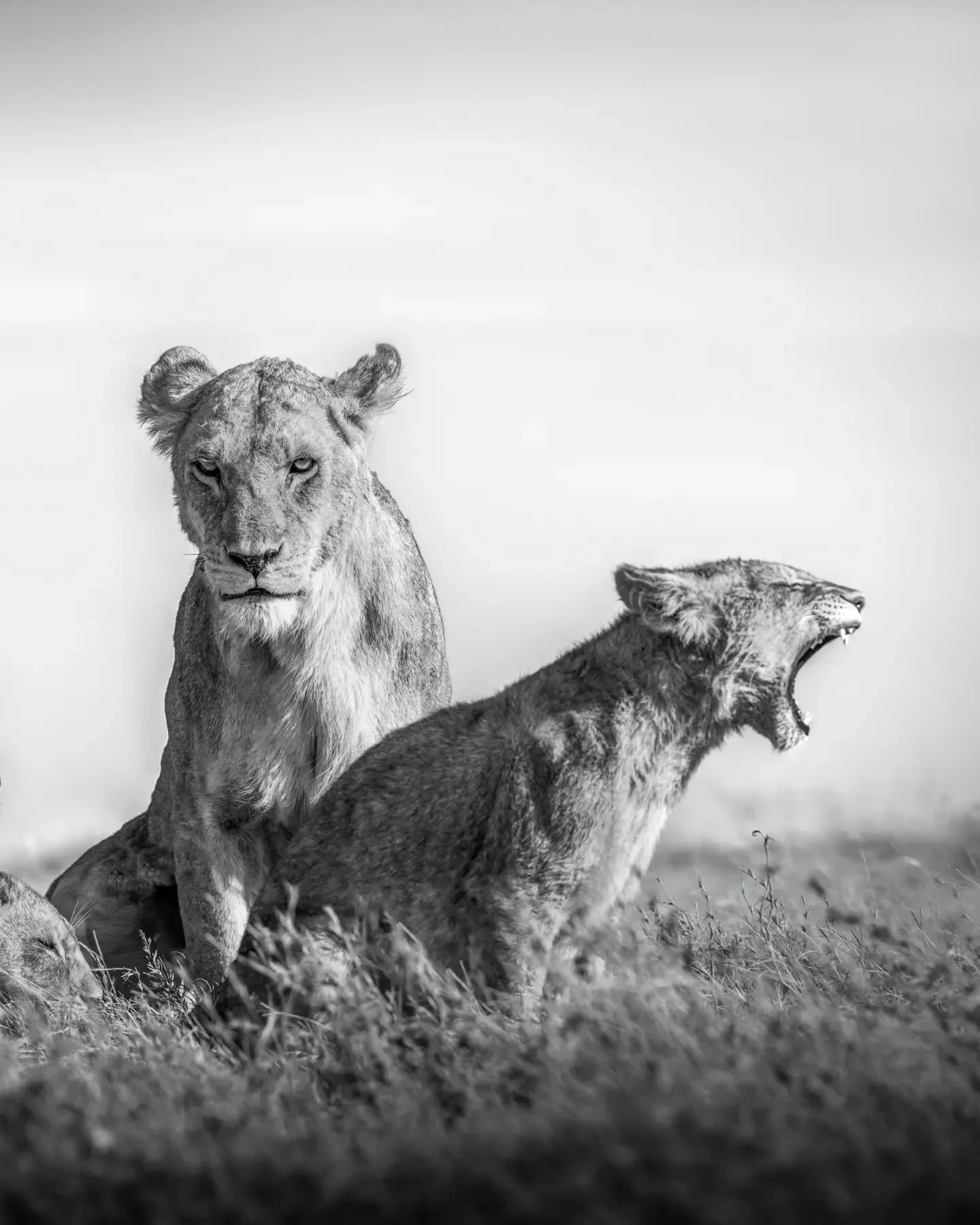 You WILL hear what I have to say...
.
.
.
.
.
#lions #lioncub #lionsofinstagram #bigcats #bigcatsofinstagram #serengeti #safari #safariphotography #tanzania #wildlife #wildlifephotography #wildlifeonearth #wildlifeplanet #nature #naturaleza #natureph