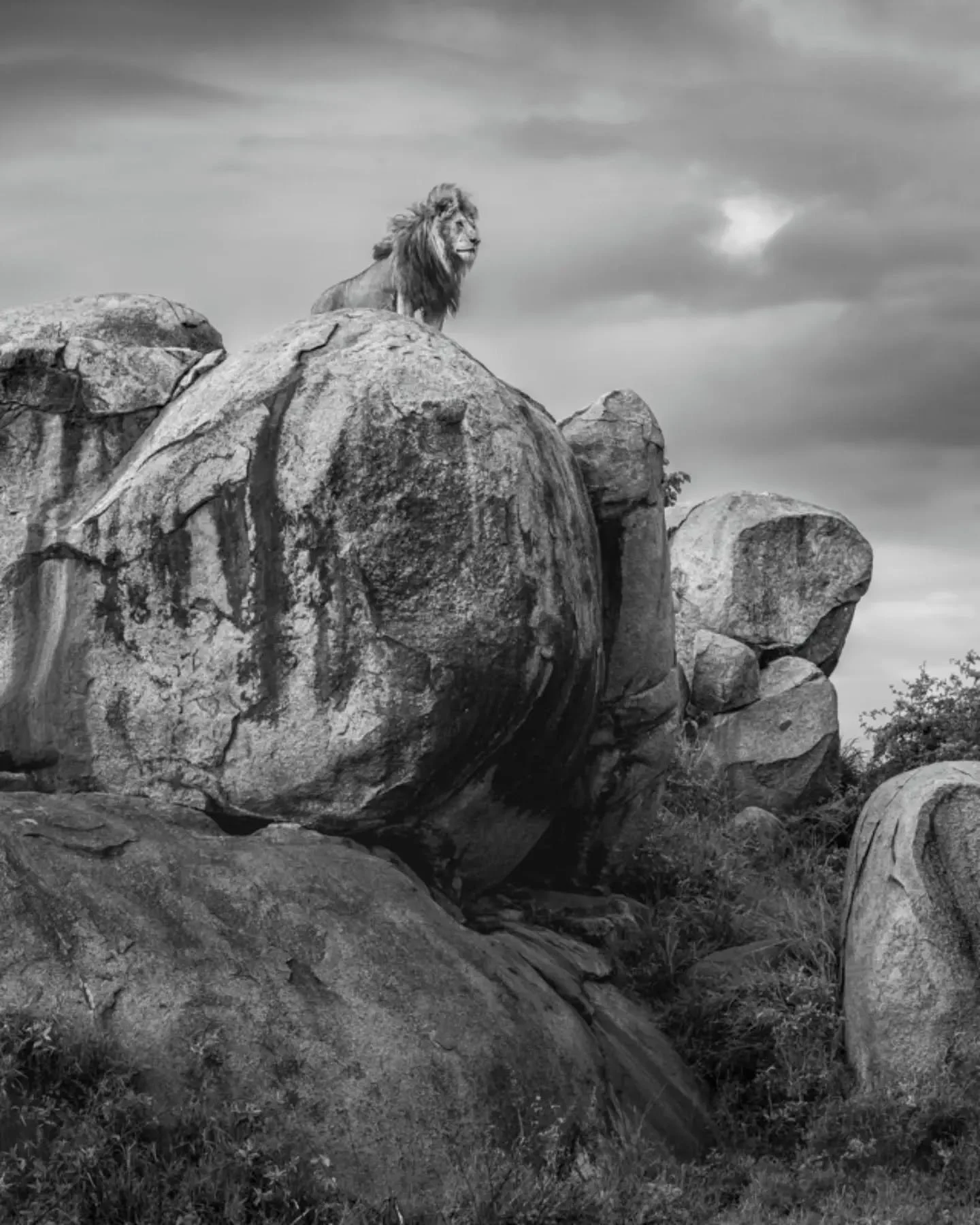 Here's one of my favorites of the late Scar Nose that I've never shared.  I took this in December 2024, aginst the backdrop of the Serengeti's short rains.  With his sudden passing last week, now feels like the right time to do so.  It's a reminder t