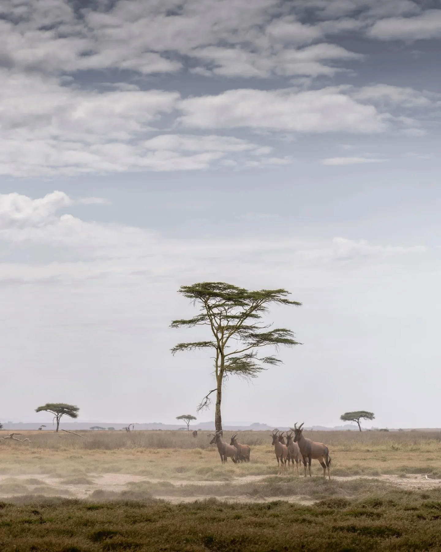 Sometimes I'm not quite sure how to shoot ungulates - like these exotic topi, in Tanzania's Serengeti National Park.  Landscapes often give more opportunity to place them in their environment.  This was a particularly dusty day, and I loved how the d