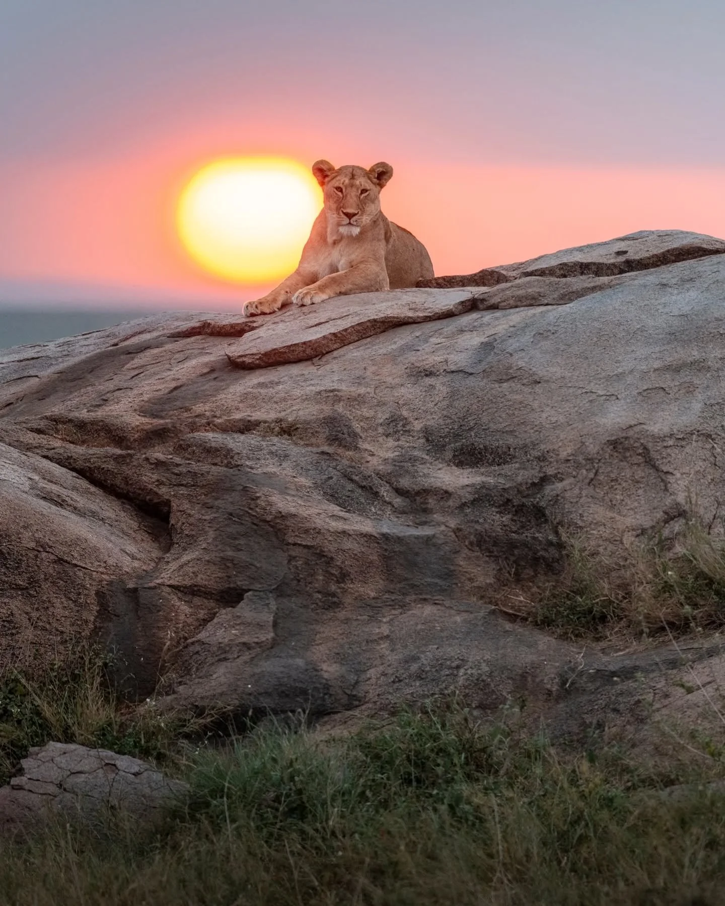 There's no sunset like a Serengeti sunset.  It's always a race against time for lions to wake up at the end of the day but sometimes it lines up A-ok.
.
.
.
.
.
#lionsofinstagram #wildlifephotography #bigcatsofinstagram #safariphotography #serengetis