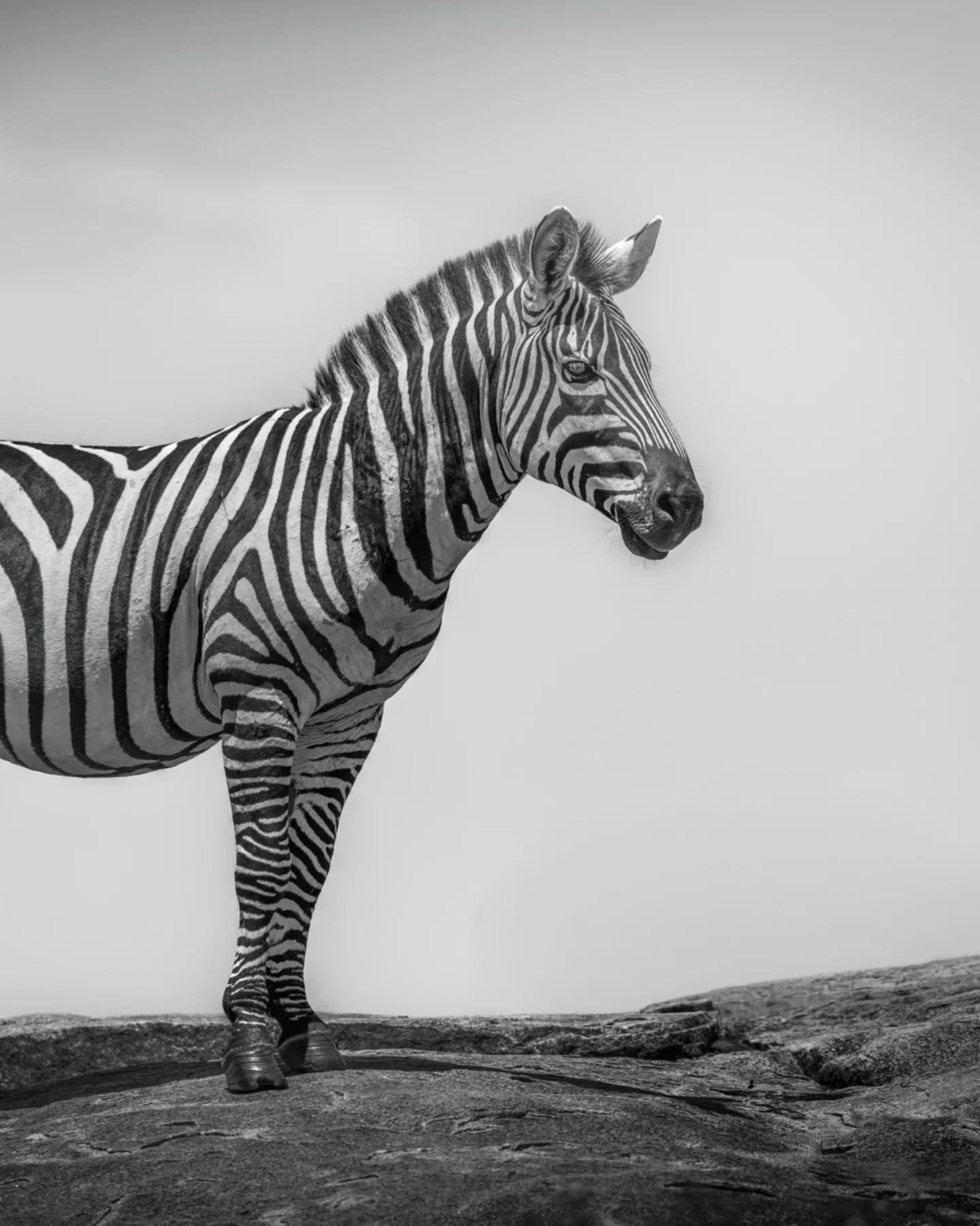 I've seen a lot of animals up on rocks - usually one of the Serengeti's many species of cat.  And lizards.  So many  lizards.  But this twofer of a zebra and a wildebeest on a kopje was definitely something new for me. 
.
.
.
.
.
#zebras #serengeti #