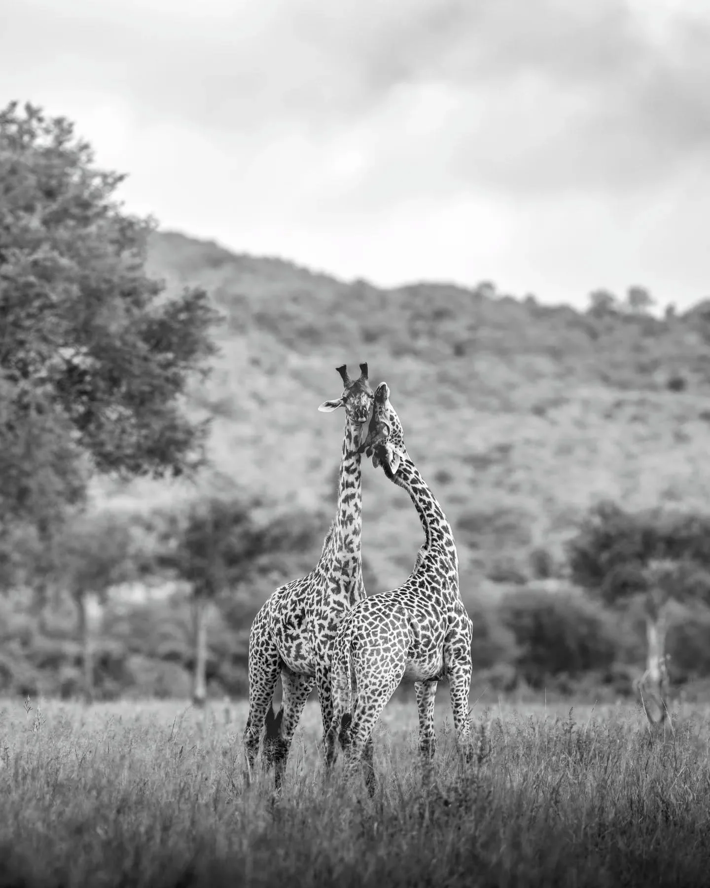 Neck Romancers
.
.
.
.
.
#giraffe #giraffeofinstagram #wildlifeart #safariphotography #wildlifephotography