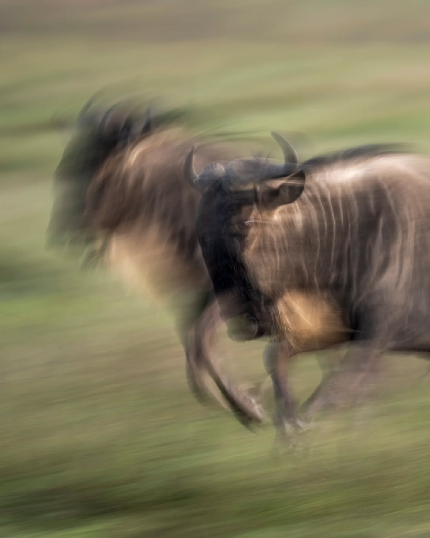 It's been a while since I last followed the wildebeest migration through the southern part of the Serengeti.  Every year, over a million wildebeest spill across the southern Serengeti's Kusini region and into Ndutu (in the Ngorongoro Conservation Are