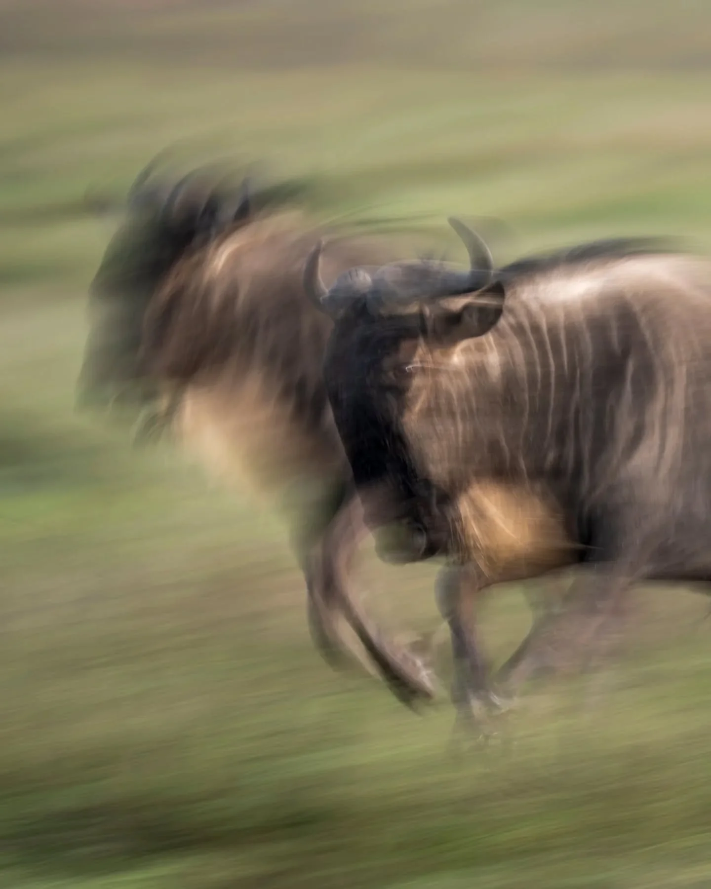 It's been a while since I last followed the wildebeest migration through the southern part of the Serengeti.  Every year, over a million wildebeest spill across the southern Serengeti's Kusini region and into Ndutu (in the Ngorongoro Conservation Are
