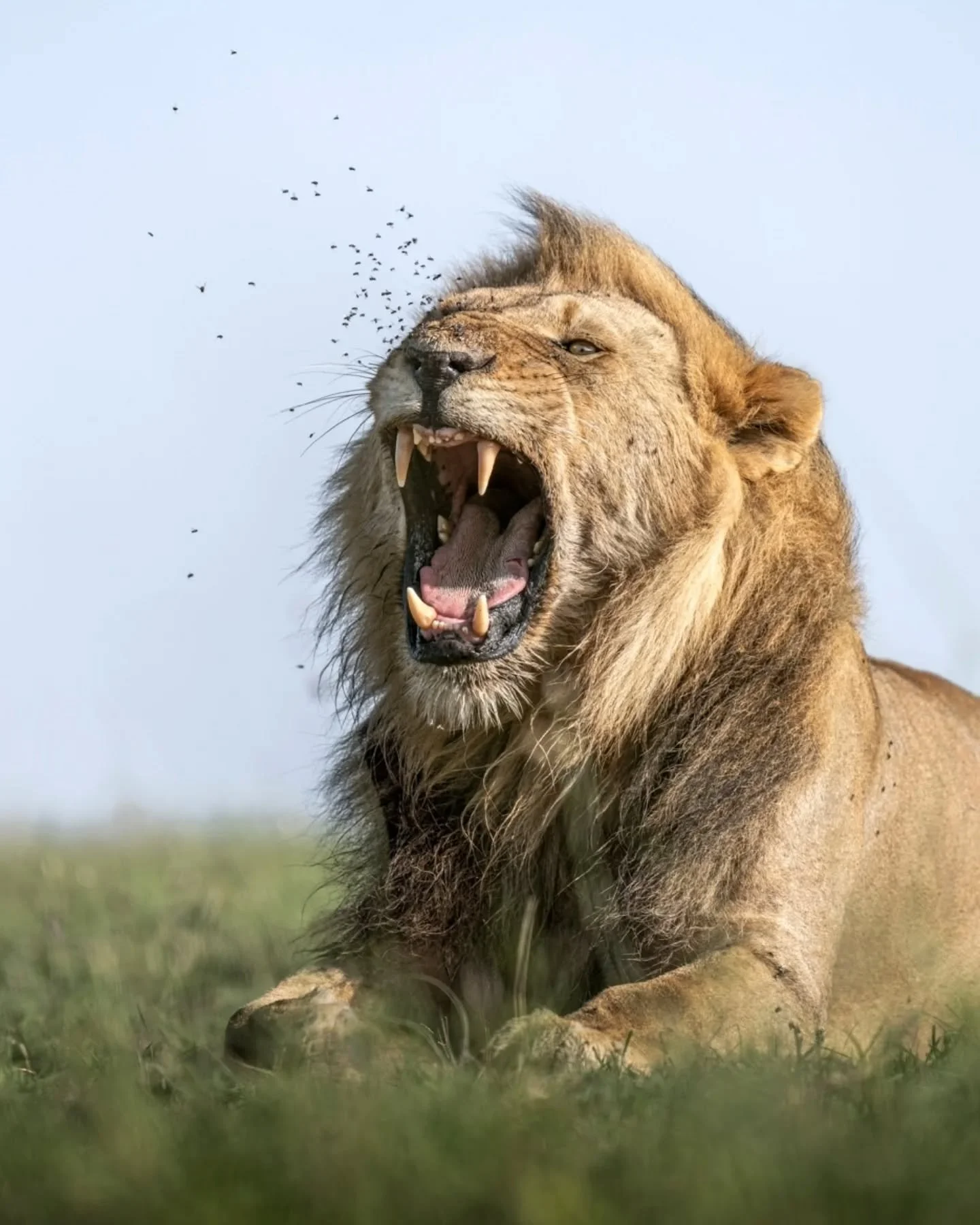 The Lord of the Flies.  Though tiny, these things can be a real pain in the mane!
.
.
.
.
.
#lionsofinstagram #wildlifephotography #safariphotography #bigcats #live_love_wildlife