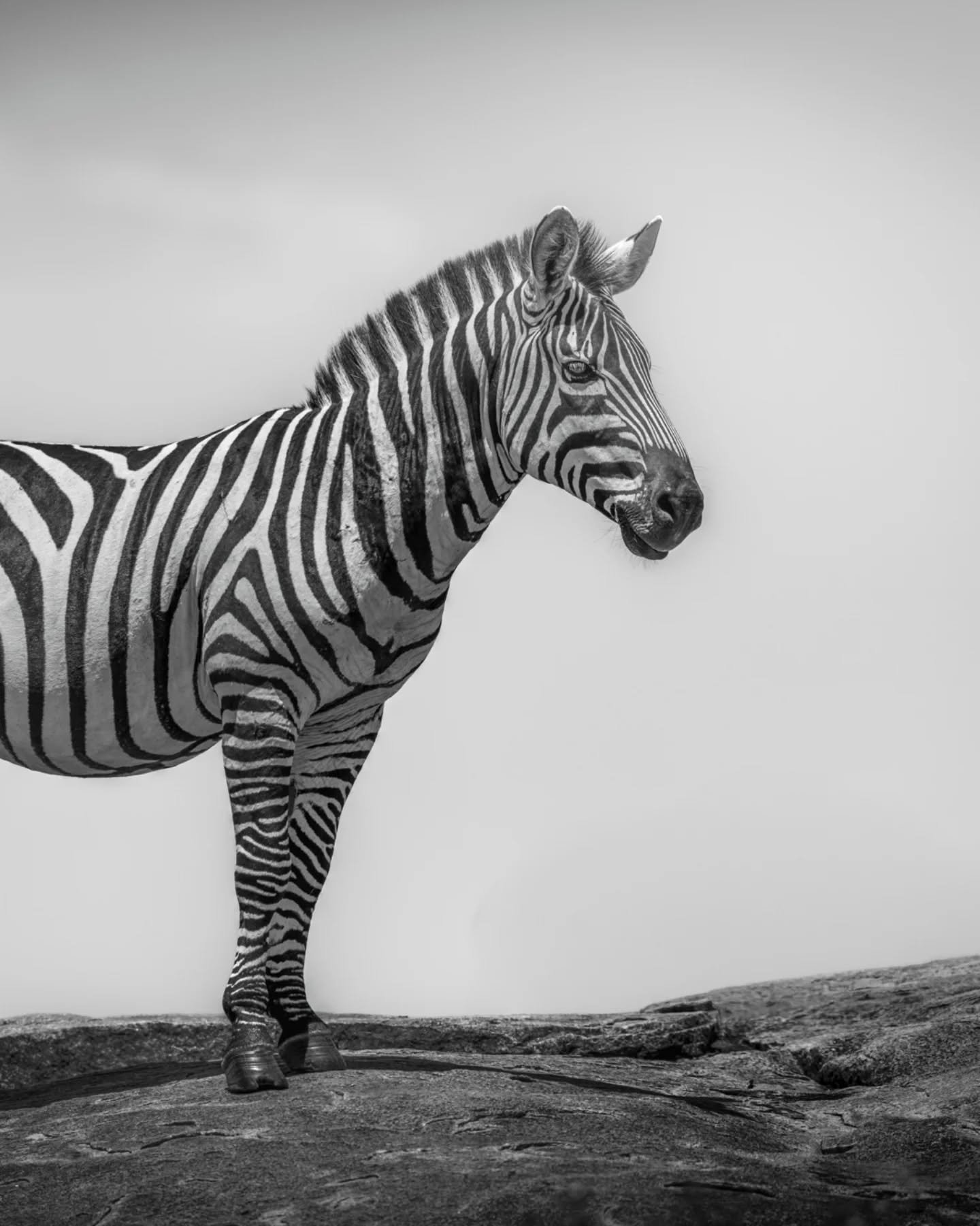 I've seen a lot of animals up on rocks - usually one of the Serengeti's many species of cat.  And lizards.  So many  lizards.  But this twofer of a zebra and a wildebeest on a kopje was definitely something new for me. 
.
.
.
.
.
#zebras #serengeti #