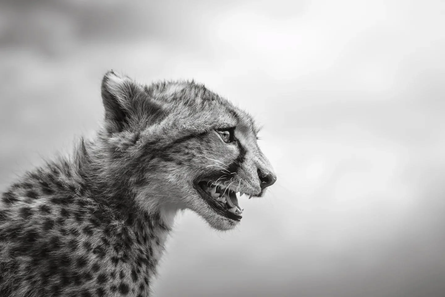 New to the blog - why cheetahs are the fastest land animal on Earth yet spend most of their lives being extremely patient about it.

My latest article breaks down cheetah behavior and ecology - how they hunt, how they raise cubs, how they survive in 