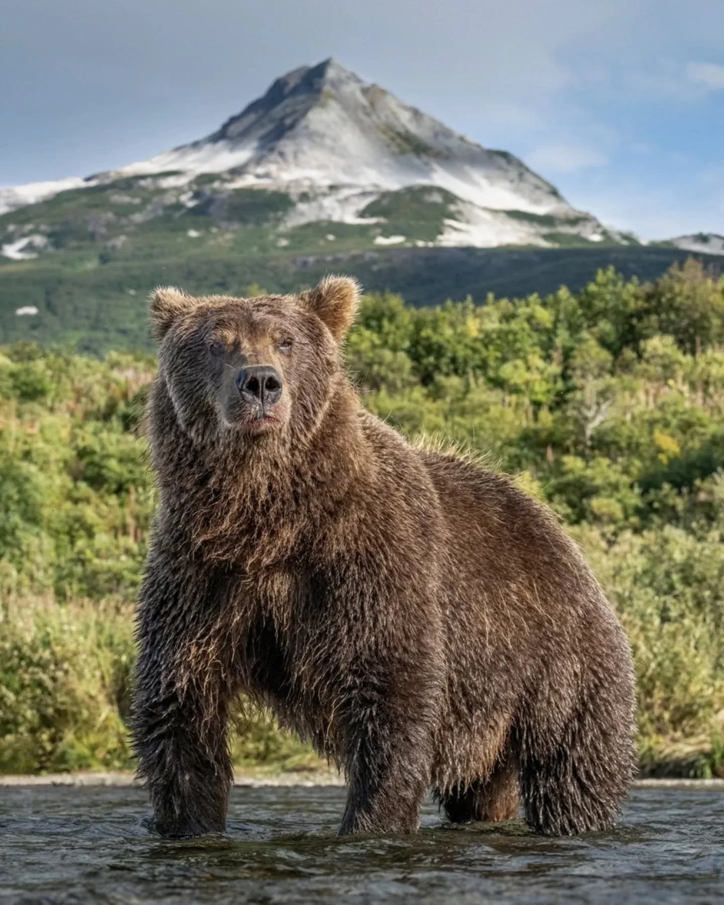 A day behind, but it's never too late to celebrate World Bear Day!  Let's be honest - grizzlies are basically big, fluffy drama queens and we are HERE for it. Whether they're fishing, foraging, or just flopping around looking majestic, brown bears ha
