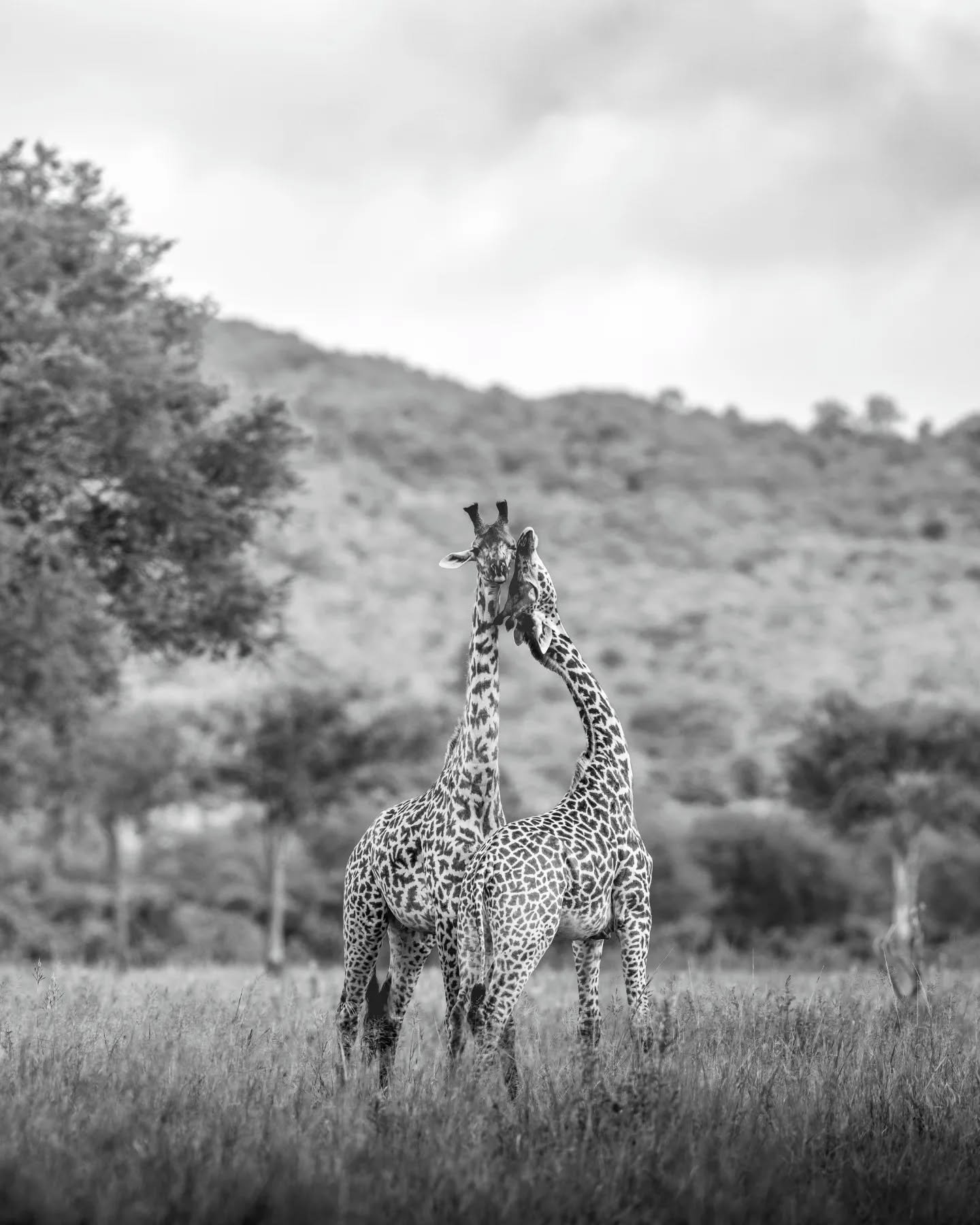 Neck Romancers
.
.
.
.
.
#giraffe #giraffeofinstagram #wildlifeart #safariphotography #wildlifephotography