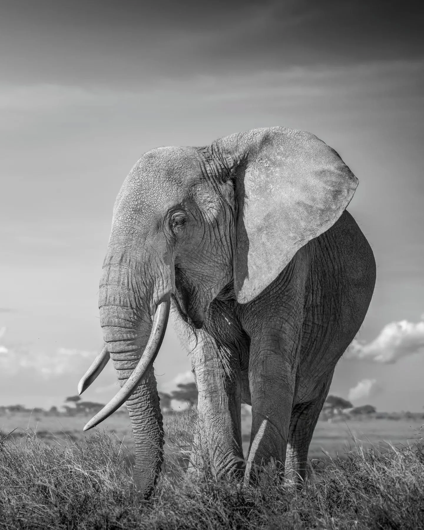 Just a happy elephant to round out the week!
.
.
.
.
.
#elephant #elephantsofinstagram #wildlifeart #wildlifephotography #safariphotography
