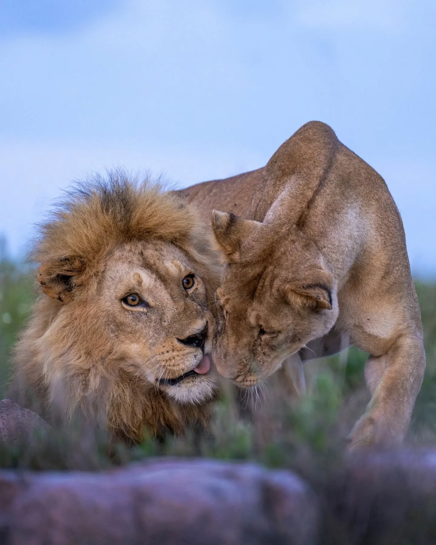 Proof that lions are just as awkward as the rest of us in all things love.
.
.
.
.
.
#lions #bigcatsofinstagram #safariphotography #wildlifephotography #animallove