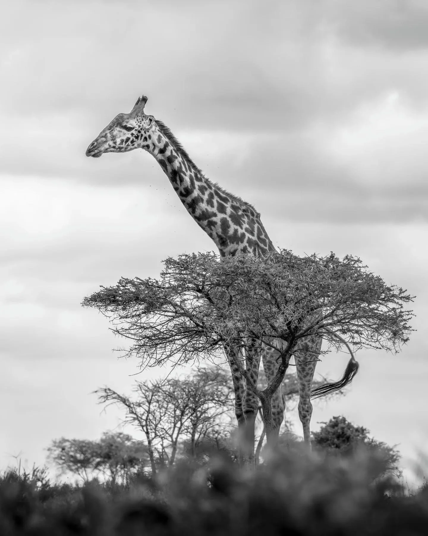Although it's just an acacia bush, I loved how this giraffe seemed to tower over it like it was the tallest creature on the planet.
.
.
.
.
.
#giraffeofinstagram #giraffe #safariphotography #serengeti #wildlifephography
