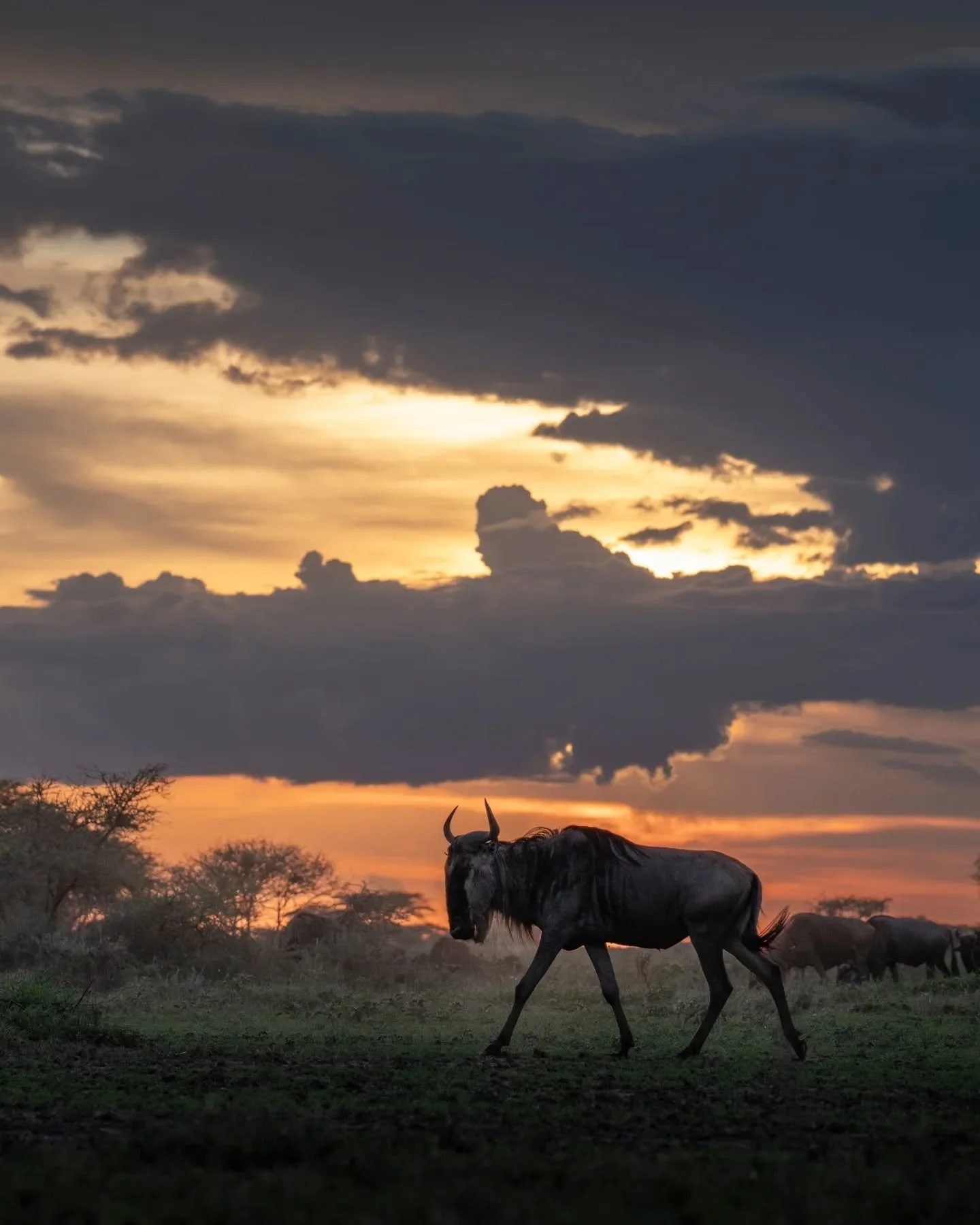 We all have that one friend who will wait for you no matter what.
.
.
.
.
.
#greatmigration #wildebeest #safariphotography #wildlifephotography #serengeti