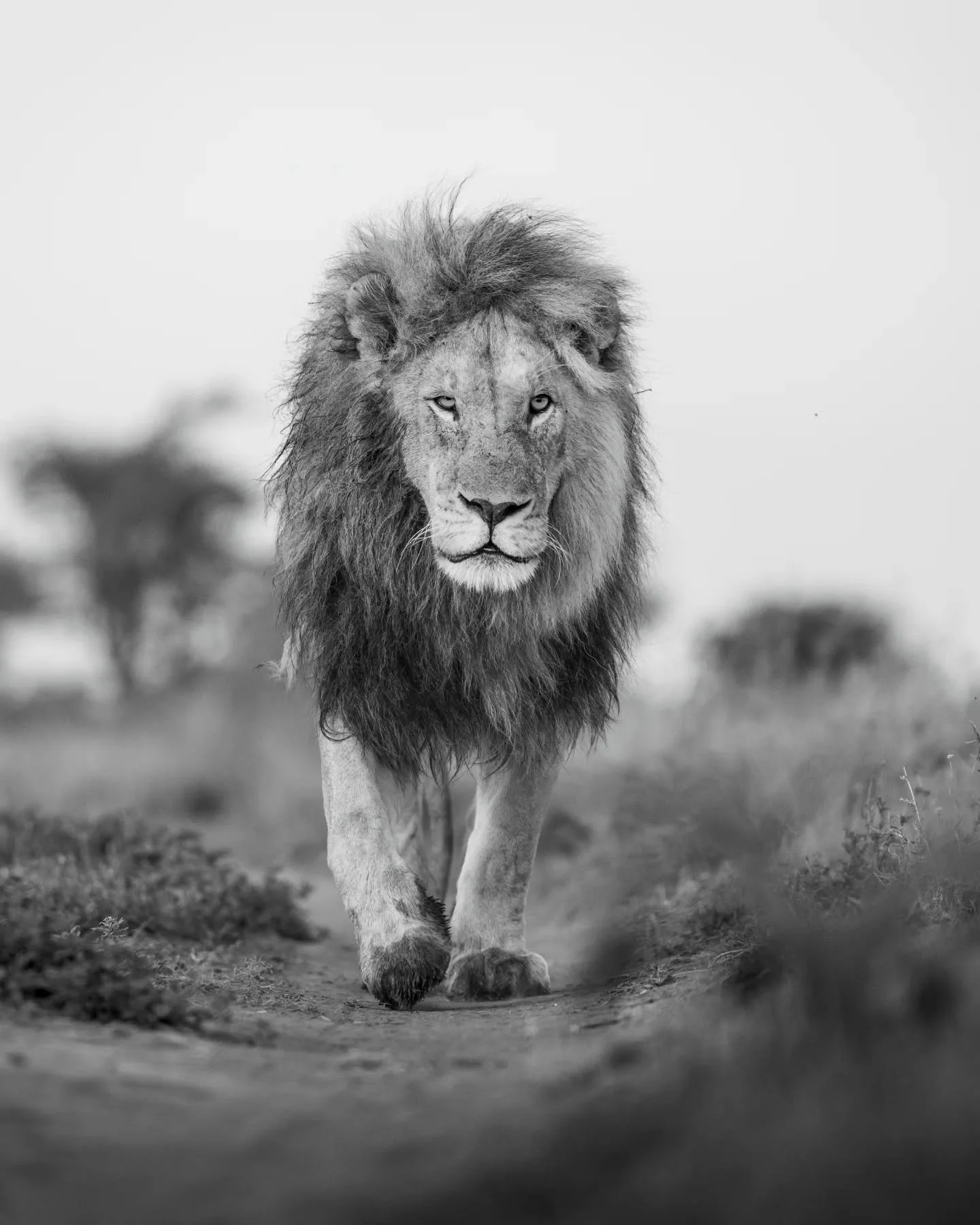 Face to face with one of the Serengeti's most massive predators.
.
.
.
.
.
#lion #lionsofinstagram #wildlifephotography #bigcatsofinstagram #wildlifeperfection