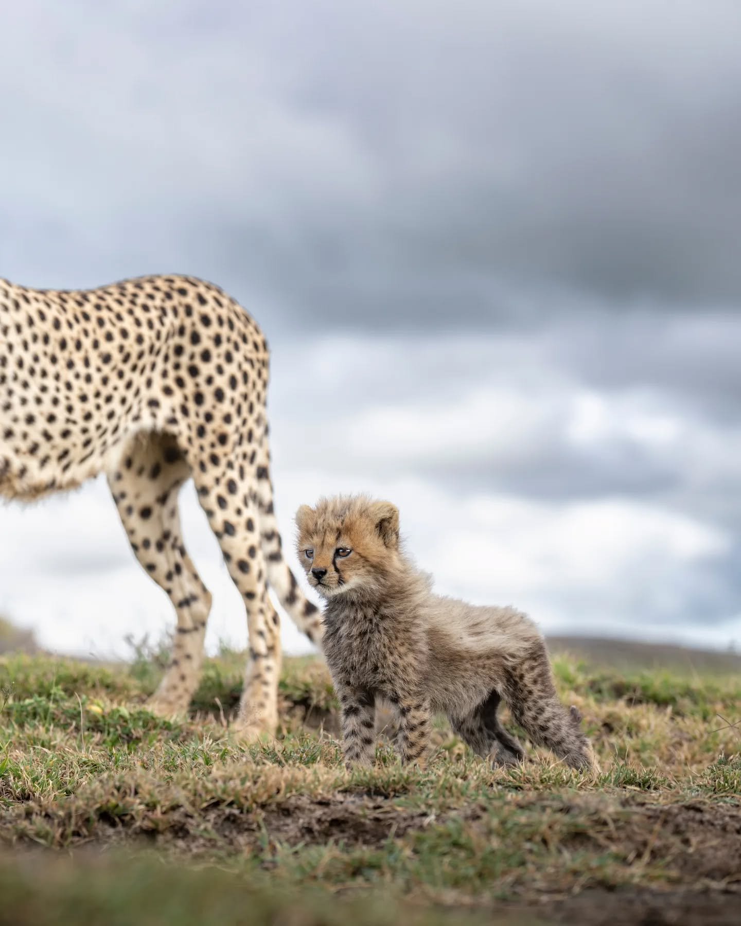 This year's Big Cats of the Serengeti photo safari is officially a wrap.  Twenty one unique cheetahs, one leopard, three prides of lions, and even three angry honey badgers.  The Serengeti delivered this year and the Great Migration and moody skies w