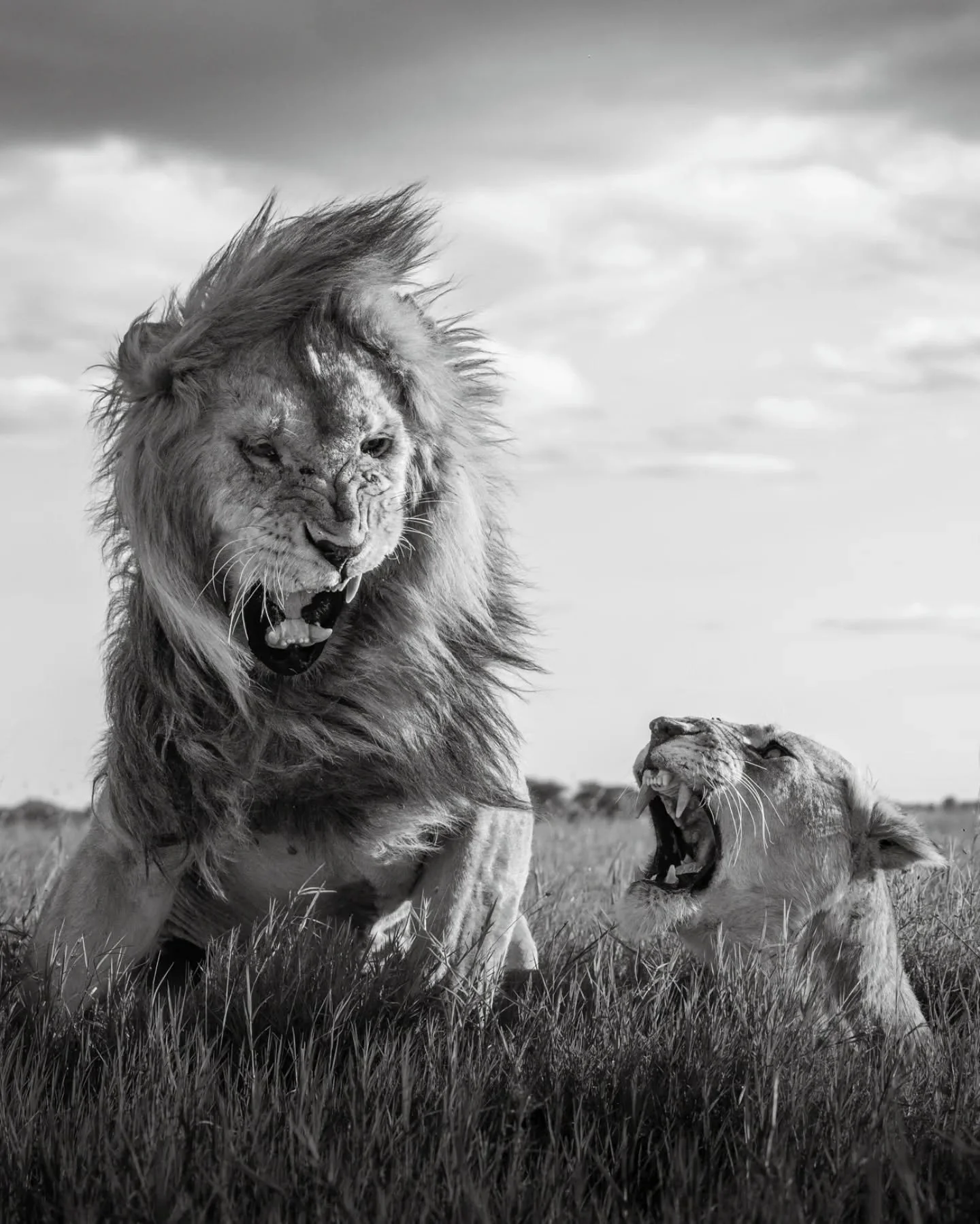 Shades of the great @willfortescue from this encounter with one of the Golden Boys.  Love was definitely in the air, even after a few days of feline courtship. 
.
.
.
.
.
#lions #lionlove #bigcats #wildlifeart #wildlifephotography