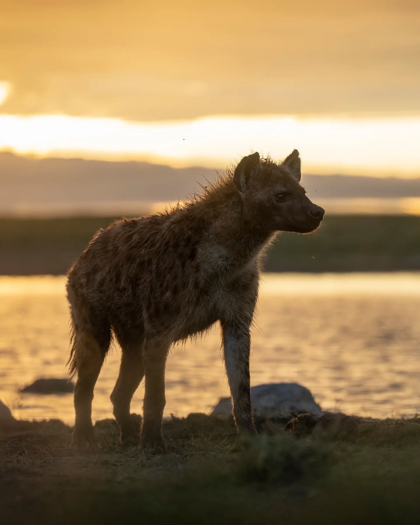 Lovely morning for hyenas and backlighting...
.
.
.
.
.
#hyena #wildlifephotography #safariphotography #backlight #serengeti