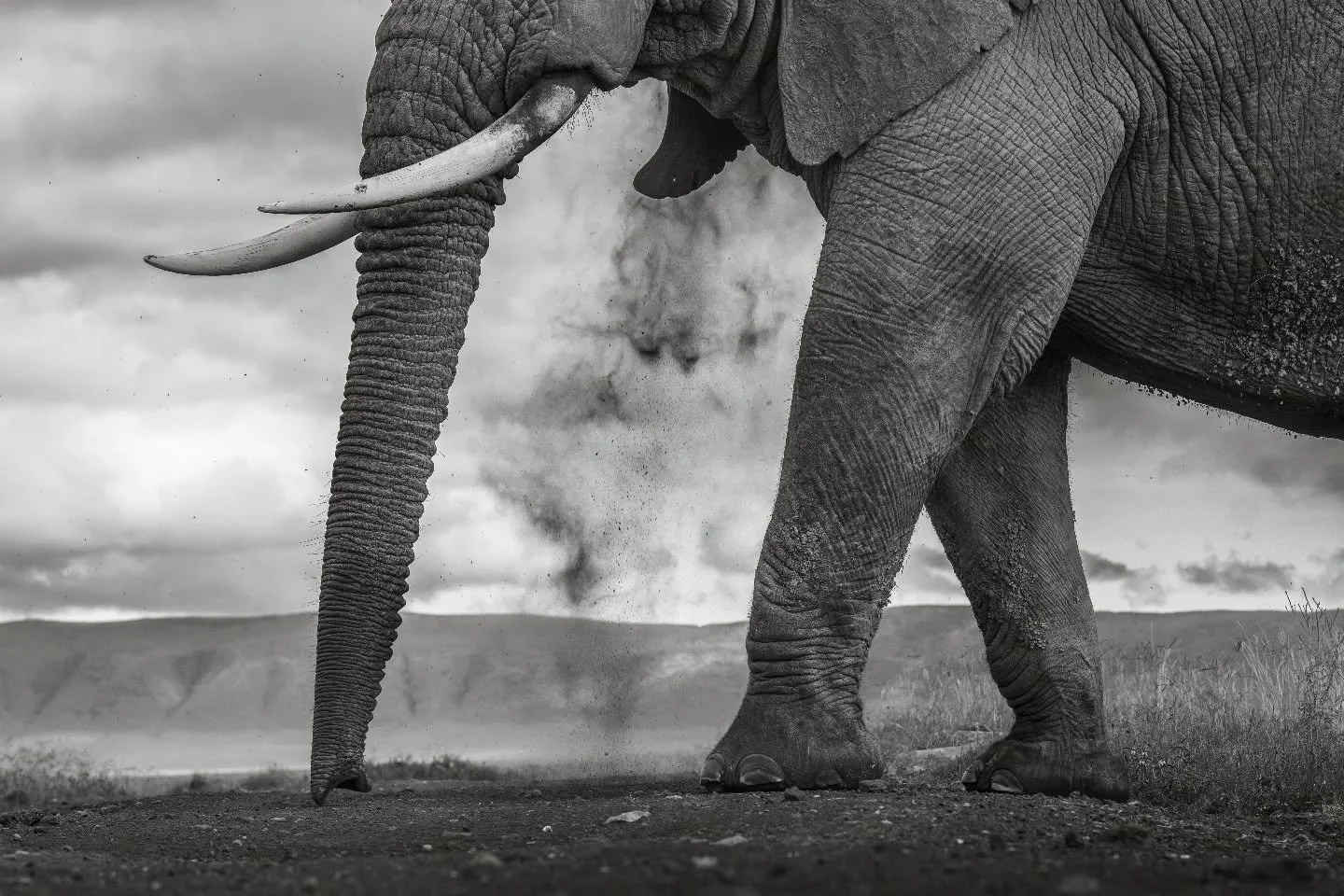 The dust of time falls softly.
.
.
.
.
.
#elephant #wildlifeart #wildlifephotography #safariphotography #ngorongorocrater