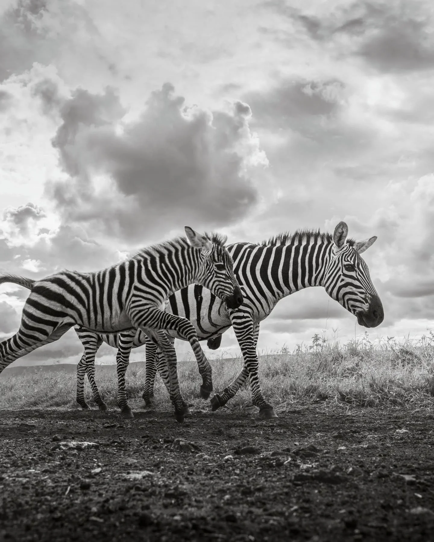 New life leaping through the storms
.
.
.
.
.
#zebra #wildlifephotography #wildlifeart #ngorongorocrater #safariphotography