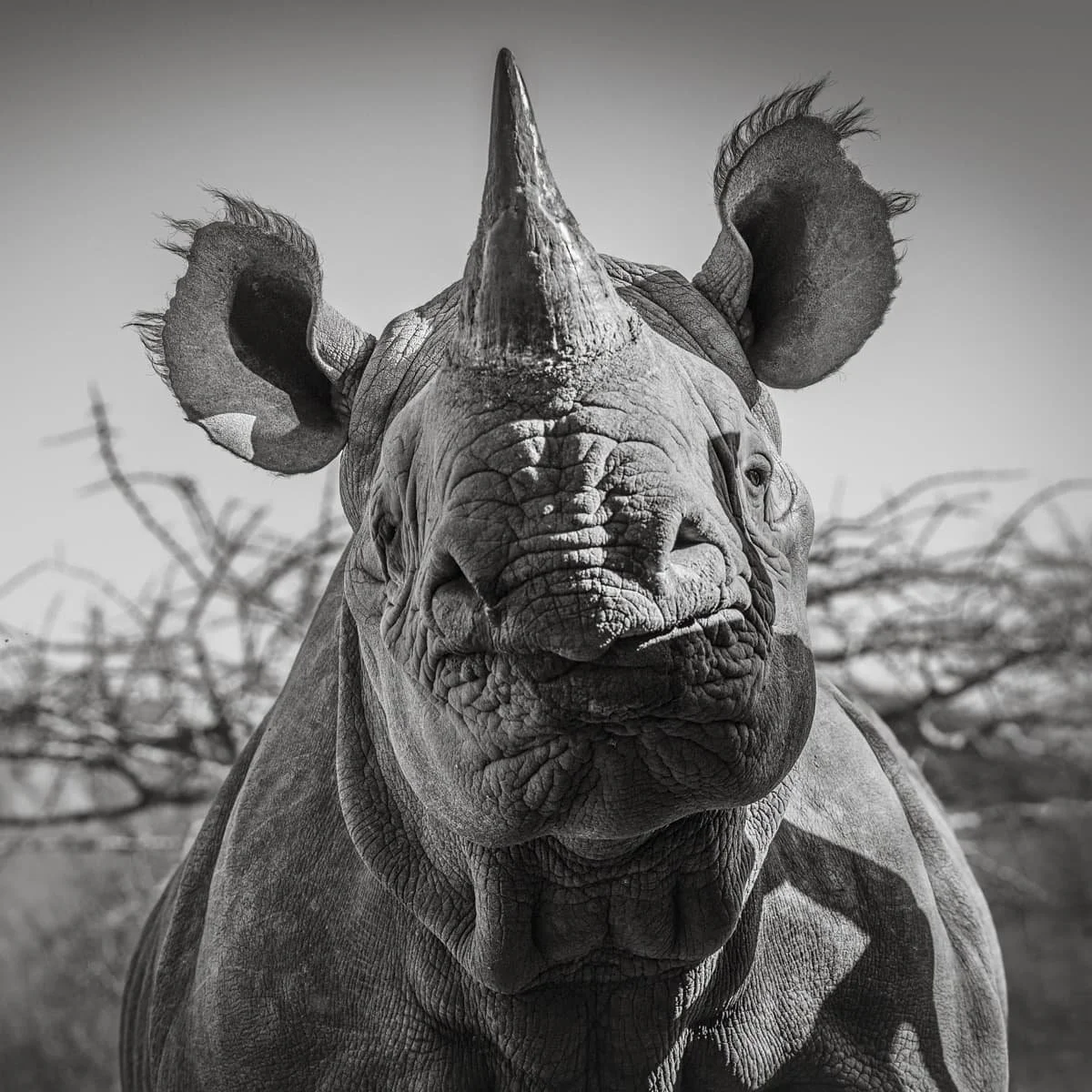 Black and white close-up of a young rhinoceros with a prominent horn, large ears, and textured skin, standing outdoors with a blurred background of branches.