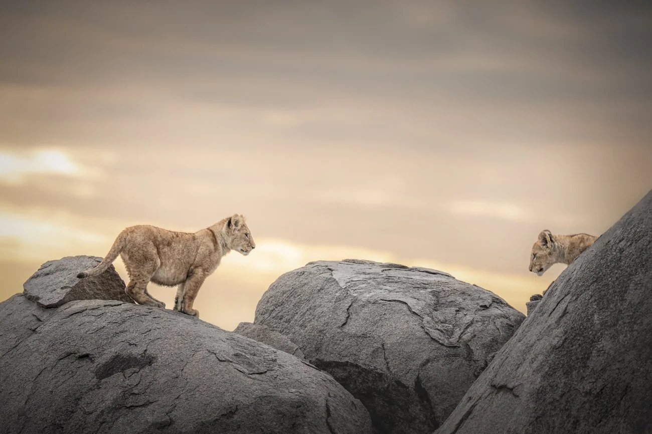 Two young lion cubs peek at each other while standing on a rock at sunset