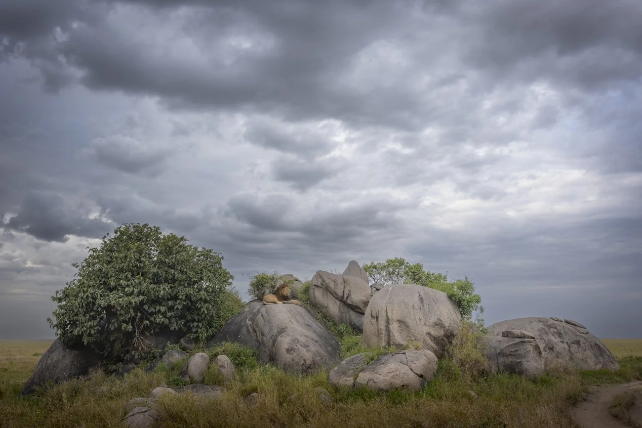 A male lion sits peacefully on a rock kopje with clouds in the sky during the serengeti green season