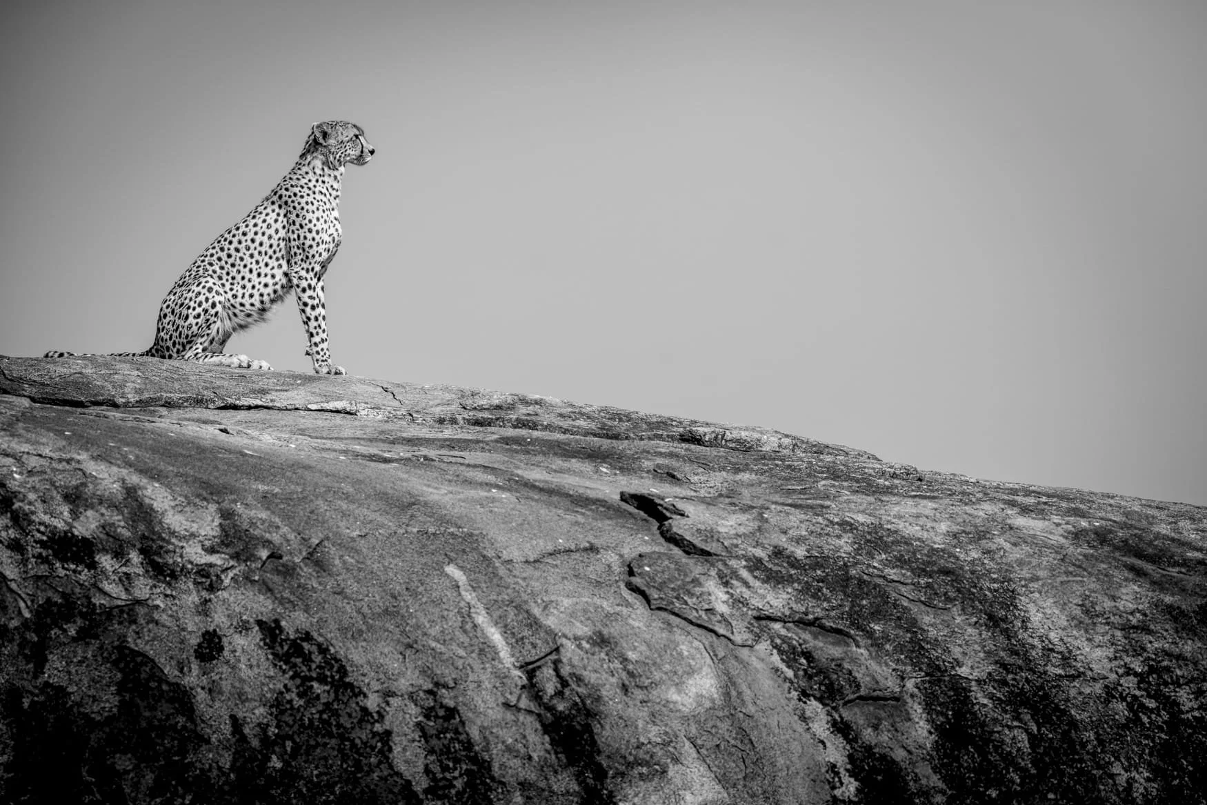A cheetah sits upright on a rock in the Serengeti