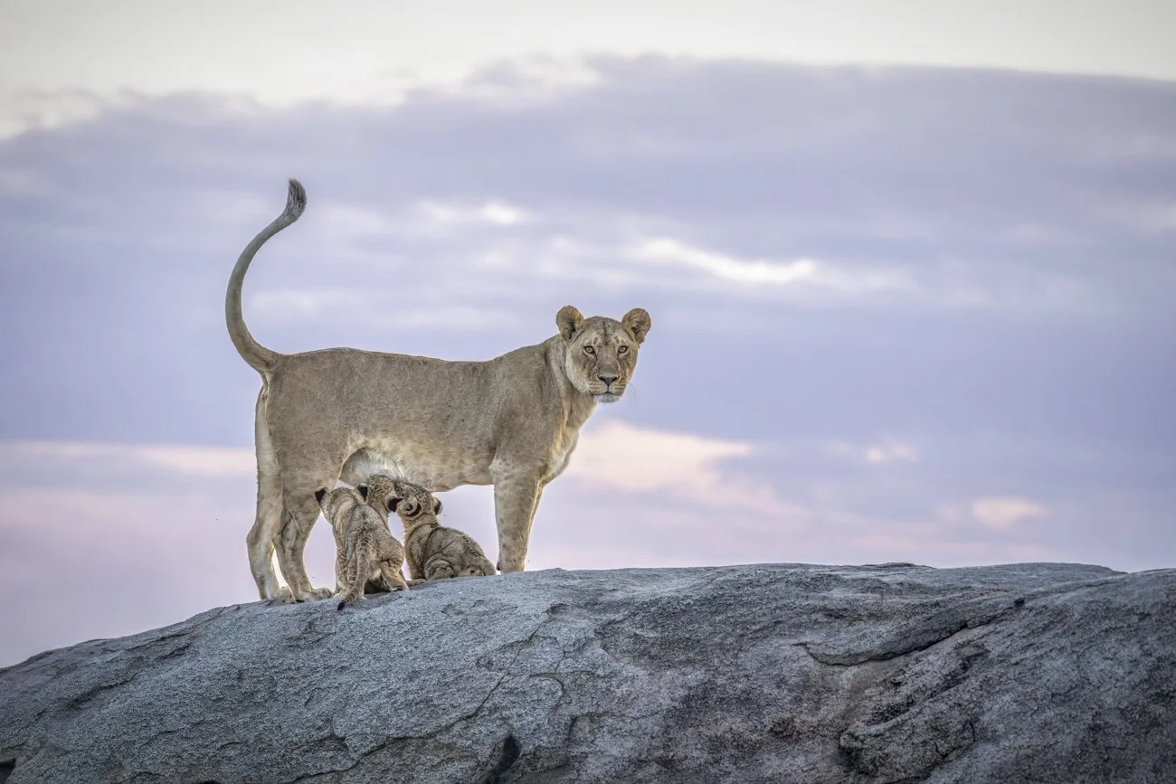 A lioness stands on a rock after sunset and nurses three small lion cubs