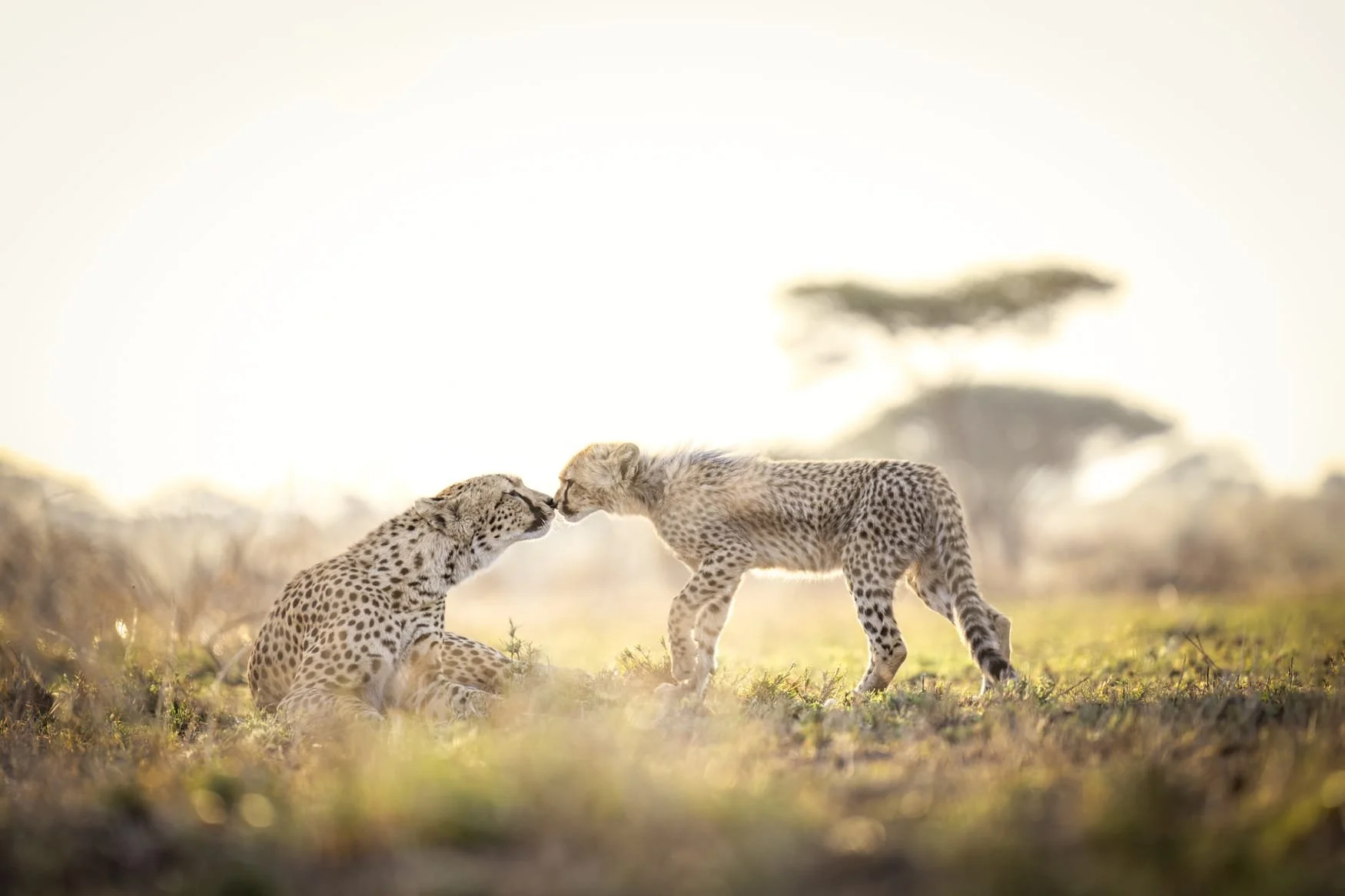 A baby cheetah approaches and touches noses with its mother in the Serengeti