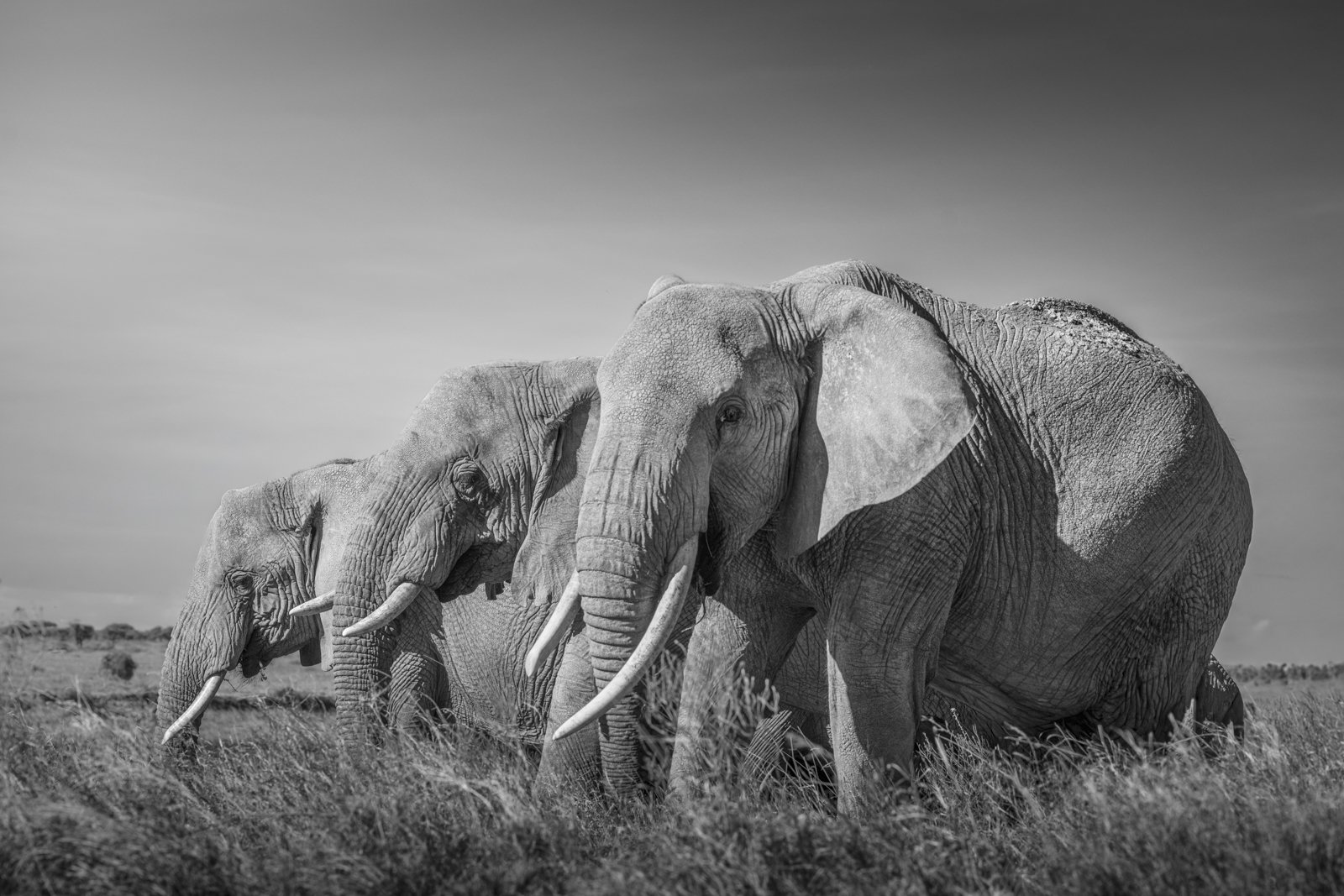 Three elephants graze in short grass in the Serengeti