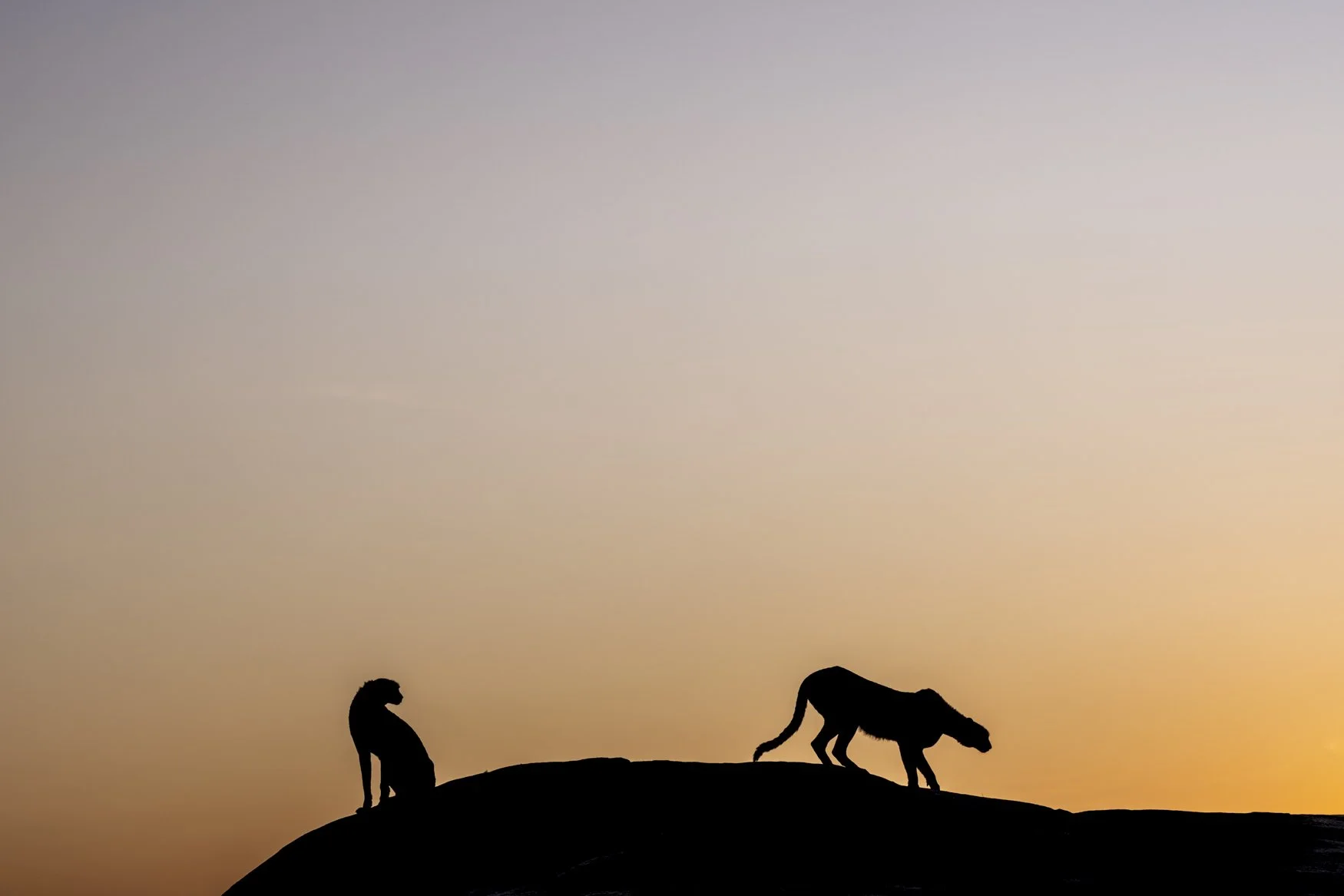 A silhouette of two cheetahs standing on a rock kopje at sunrise in Tanzania's Serengeti National Park