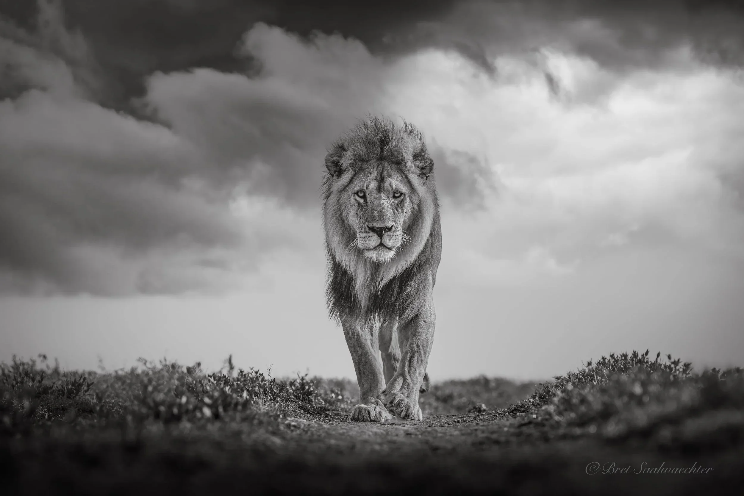 A lion walks head on towards the camera on a road with low hanging clouds in the background